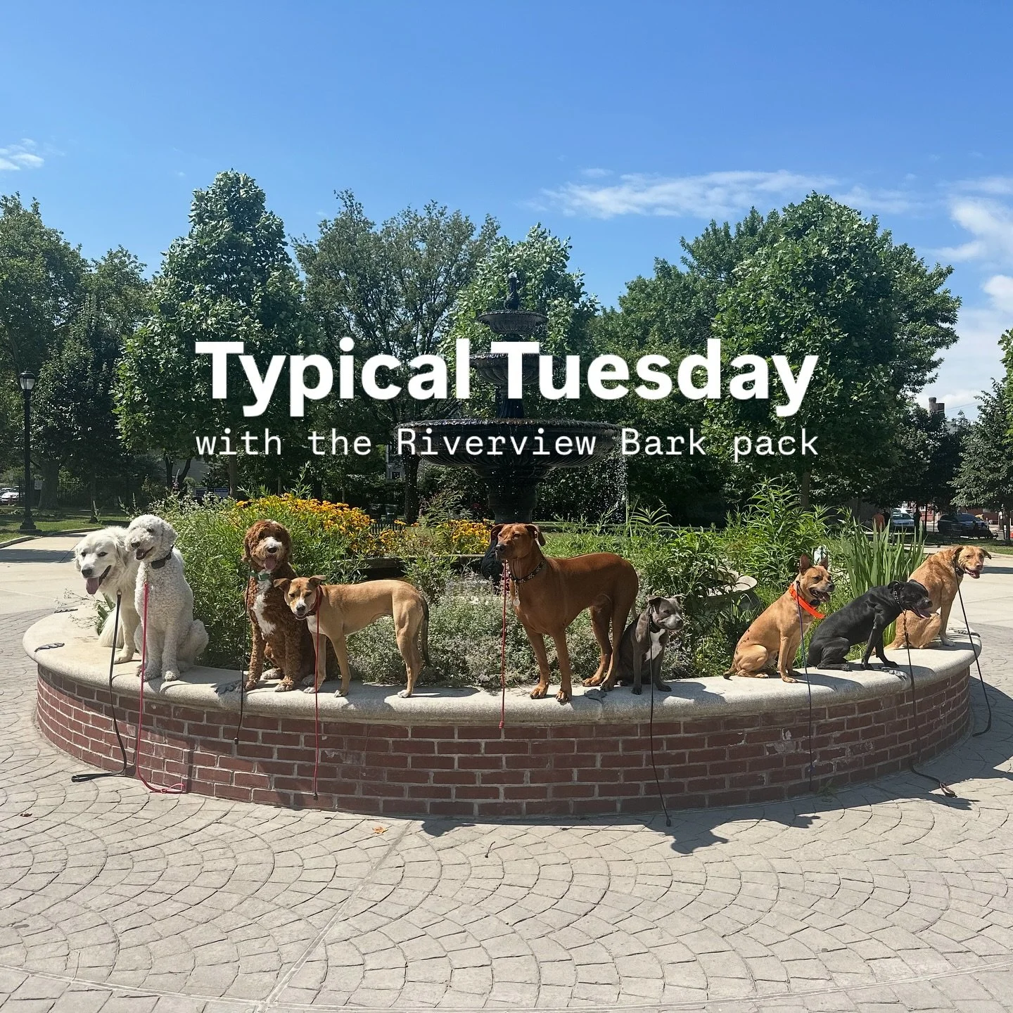 #dogsofjerseycity