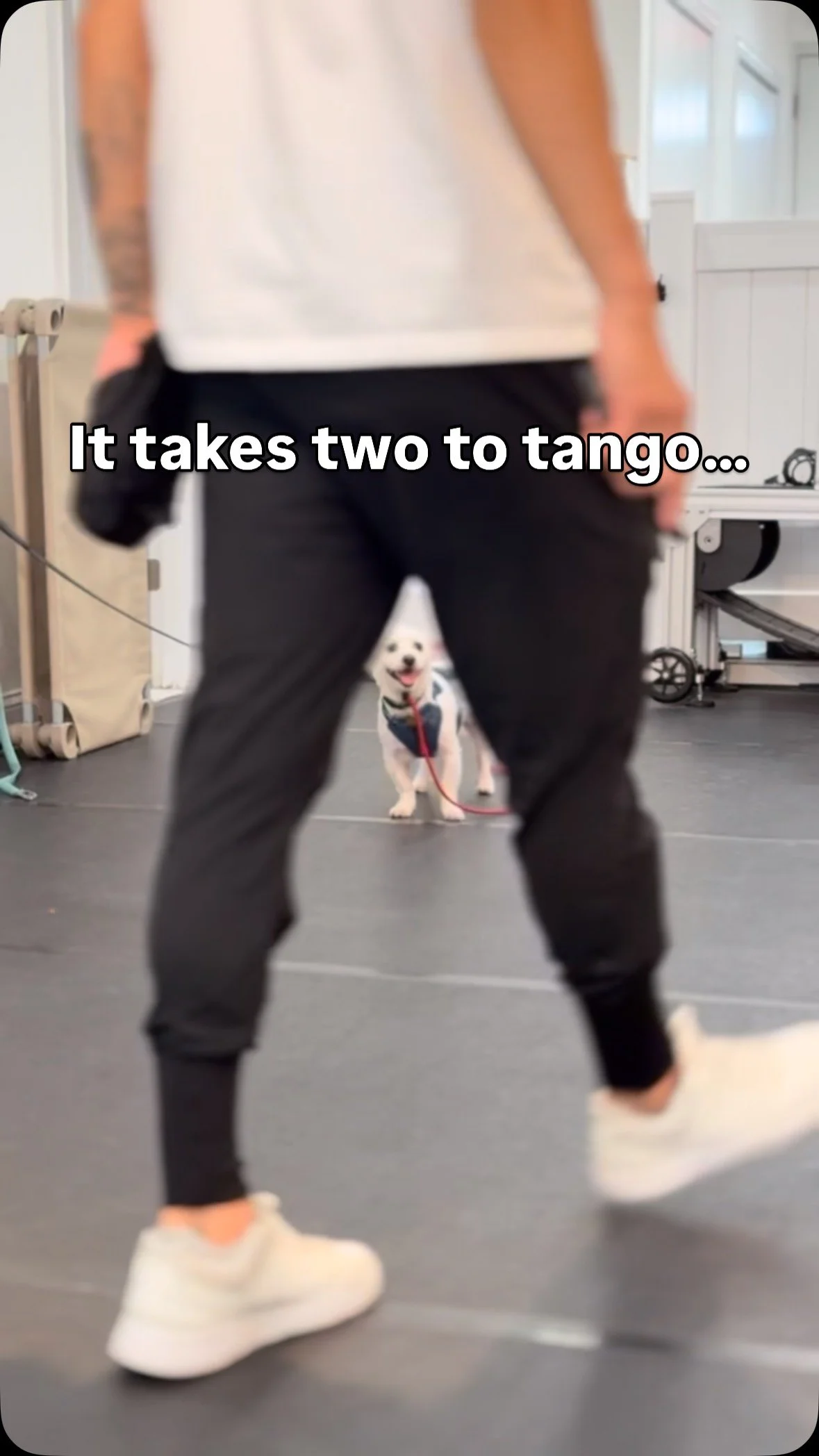 Every dance has a partner… Garth’s is the vacuum 🤦‍♂️
#dogsofjerseycity