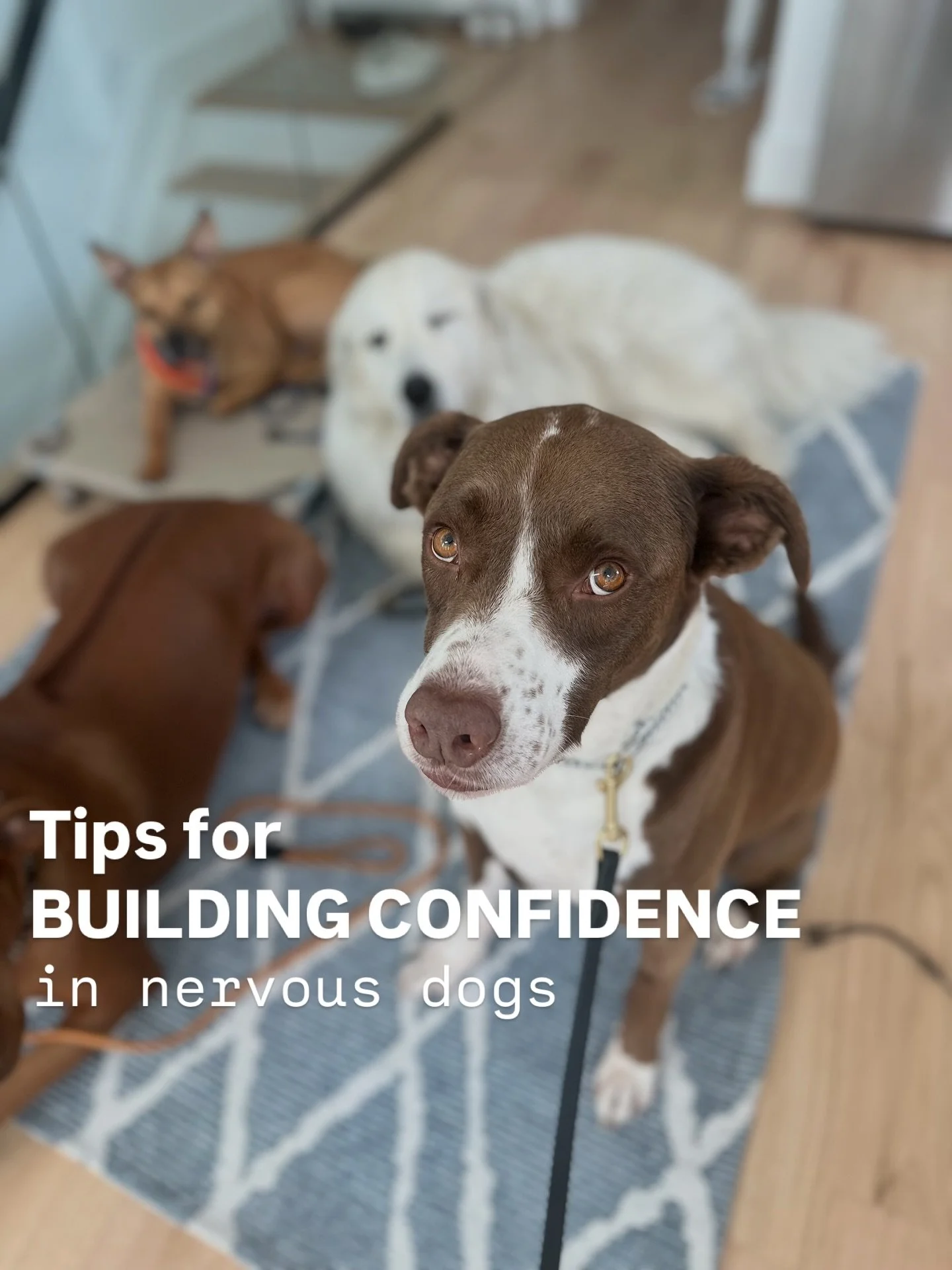 Building confidence in nervous dogs takes time and the right balance of patience, pressure, and partnership.
Sometimes the bravest thing they can do is just try. And that’s always worth celebrating.
👉 What’s something that helped your