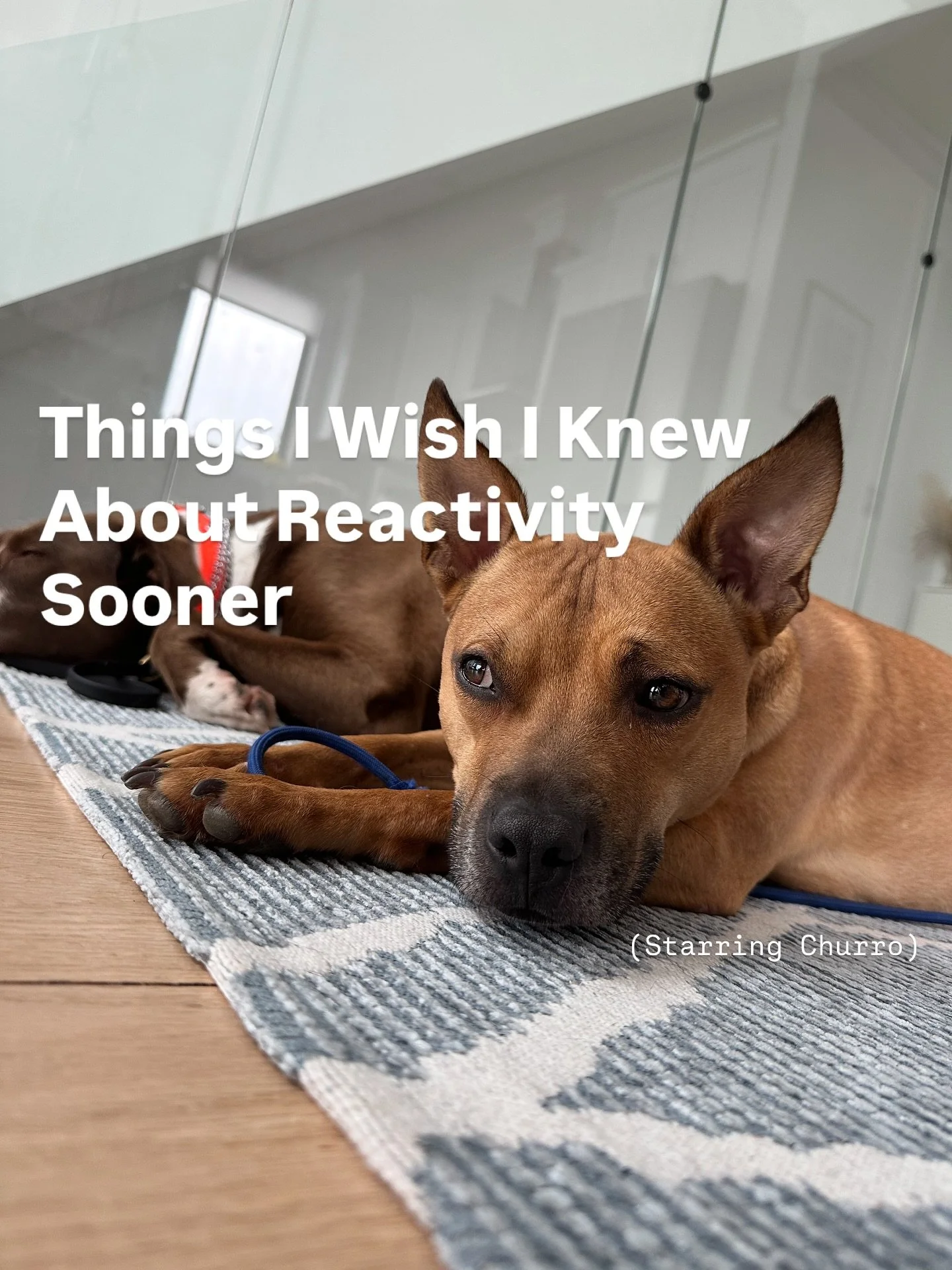 A reactive dog isn’t a bad dog. They’re just dealing with it the only way they know how.
👈 Swipe thru for some tips I wish I knew back then.