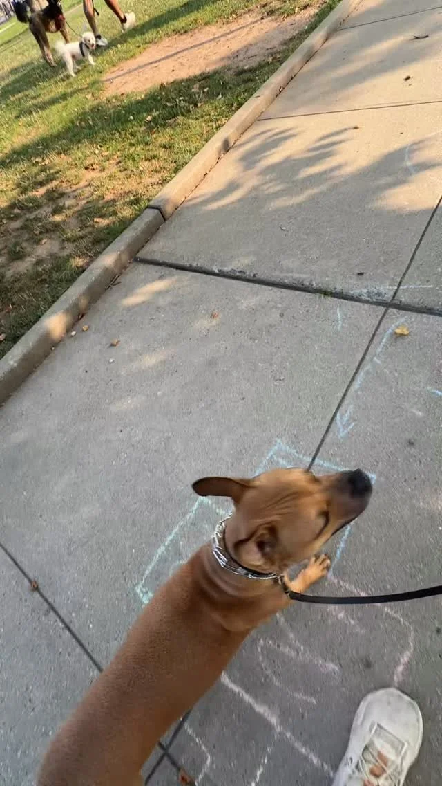 Your reactive dog isn’t broken. Reactivity is communication, not defiance. Our job isn’t just to suppress the behavior, but to teach them how to make the right decisions. Yes, there are consequences for poor choices, but the real progress