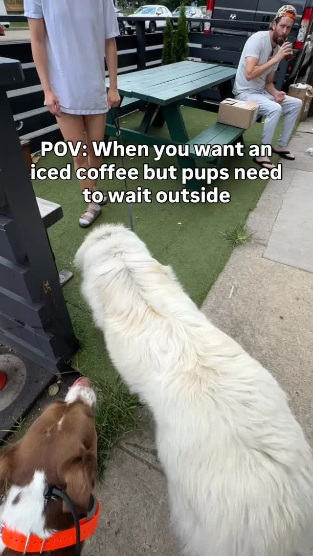 Went on a test drive with Biz Oz - took a pitstop at @modcupcoffee ☕️
Oz wraps up his Board & Train program this weekend and we’re so proud of how far he’s come. From having no obedience to performing functional commands, and from pu