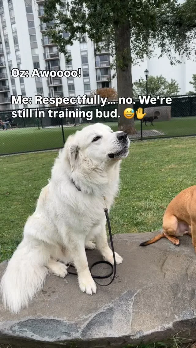 🚨SOUND THE AWOOOS🚨
When you’ve been working on an off button for the barking but the singing is just too good… I’ll allow it this one time. Sorry mom and dad! 😅