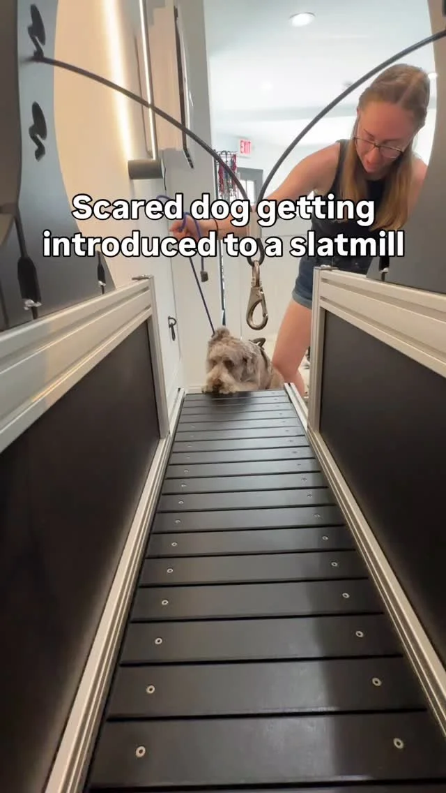 Don’t victimize your dog - guide them! They don’t need our sympathy, they need our strength to push through and grow.💪
Great job facing your fears @prof.moose !
#dogsofjerseycity