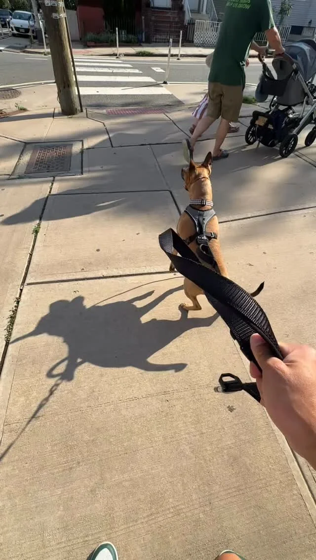 Churro’s been with us for a month of board and train, working on everything from the ground up - leash manners, obedience, impulse control, and socialization. He came in unsure and reactive, and now he’s learning how to face the world wit