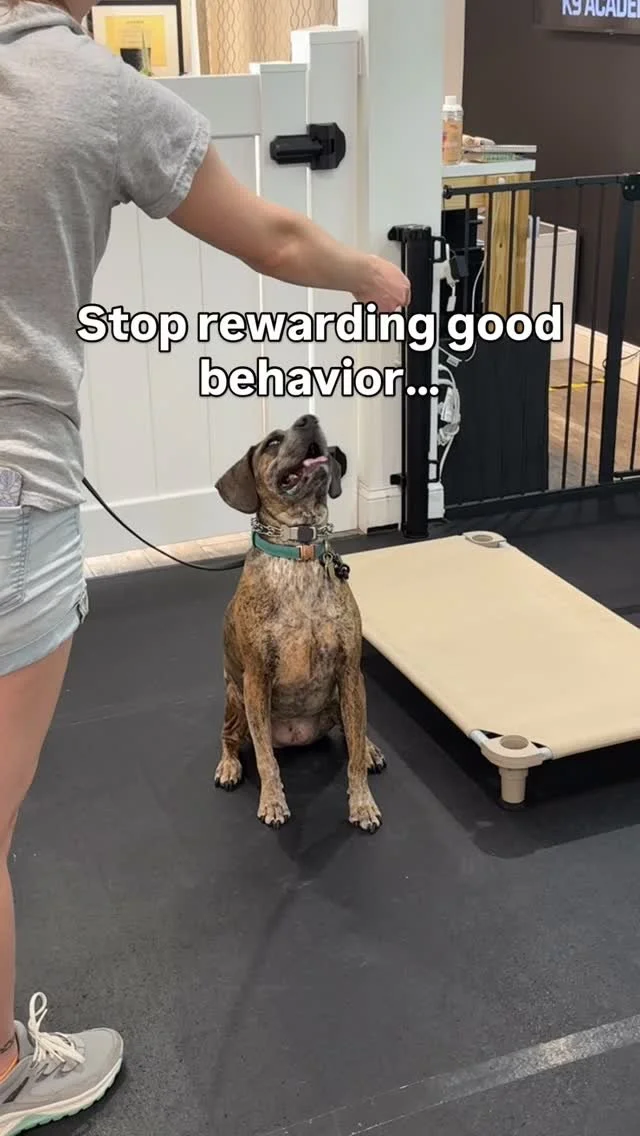 Penny’s a smart girl… but also a demanding one. She’ll paw, bark, and sometimes nip at hands during training - and with her reactivity, keeping her emotions in check is key.
We’re counter-conditioning those habits by challen