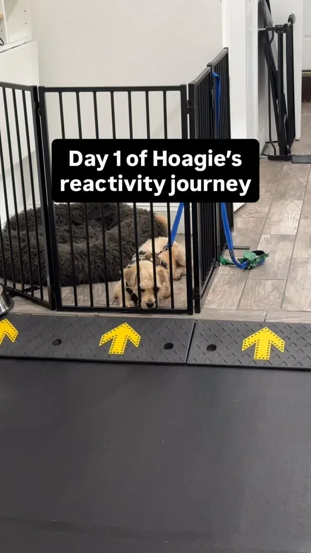 Hoagie just kicked off his Day Train program! We’ll be focusing on his reactivity and rebuilding a stronger foundation to help him feel more confident and calm in the real world. Follow along to keep up with his journey!
#dogsofjerseycity