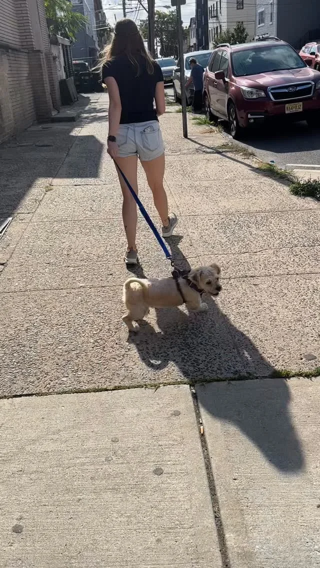 Day 6 of Hoagie’s reactivity journey
We’re almost a week into Hoagie’s day train program and he’s showing solid progress. Mistakes still happen, but that’s normal; growth takes time and consistency. Every rep is a chanc