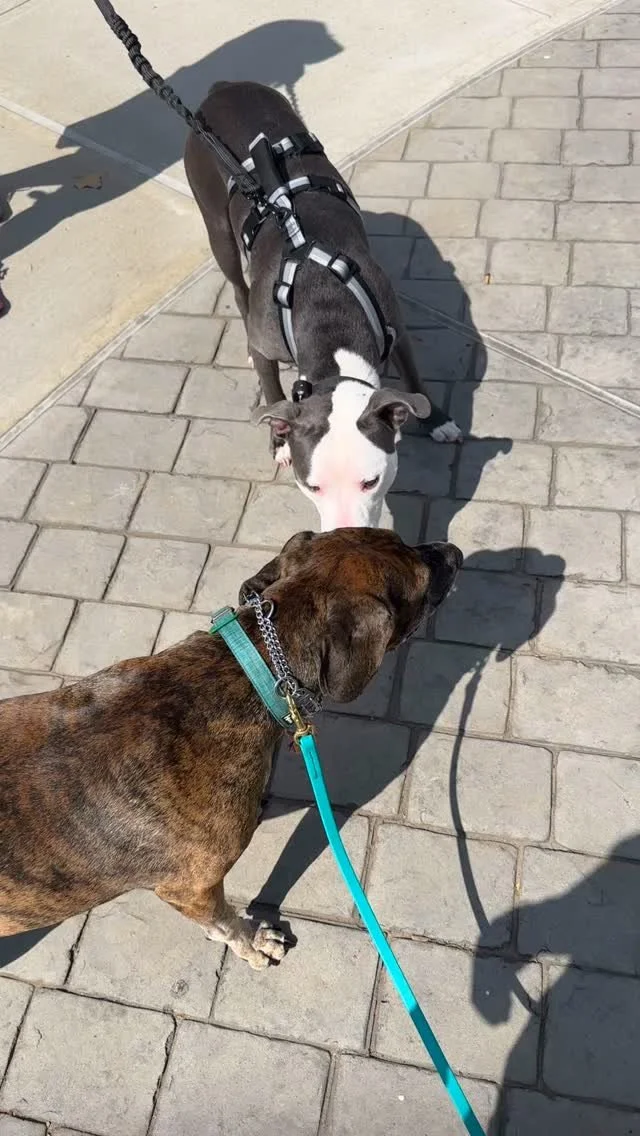 Not every dog wants to meet nose-to-nose. For many, that kind of face-to-face greeting can feel overwhelming or even confrontational - especially for an insecure pup like Penny.
And that’s ok! Some dogs are more “people dogs” than
