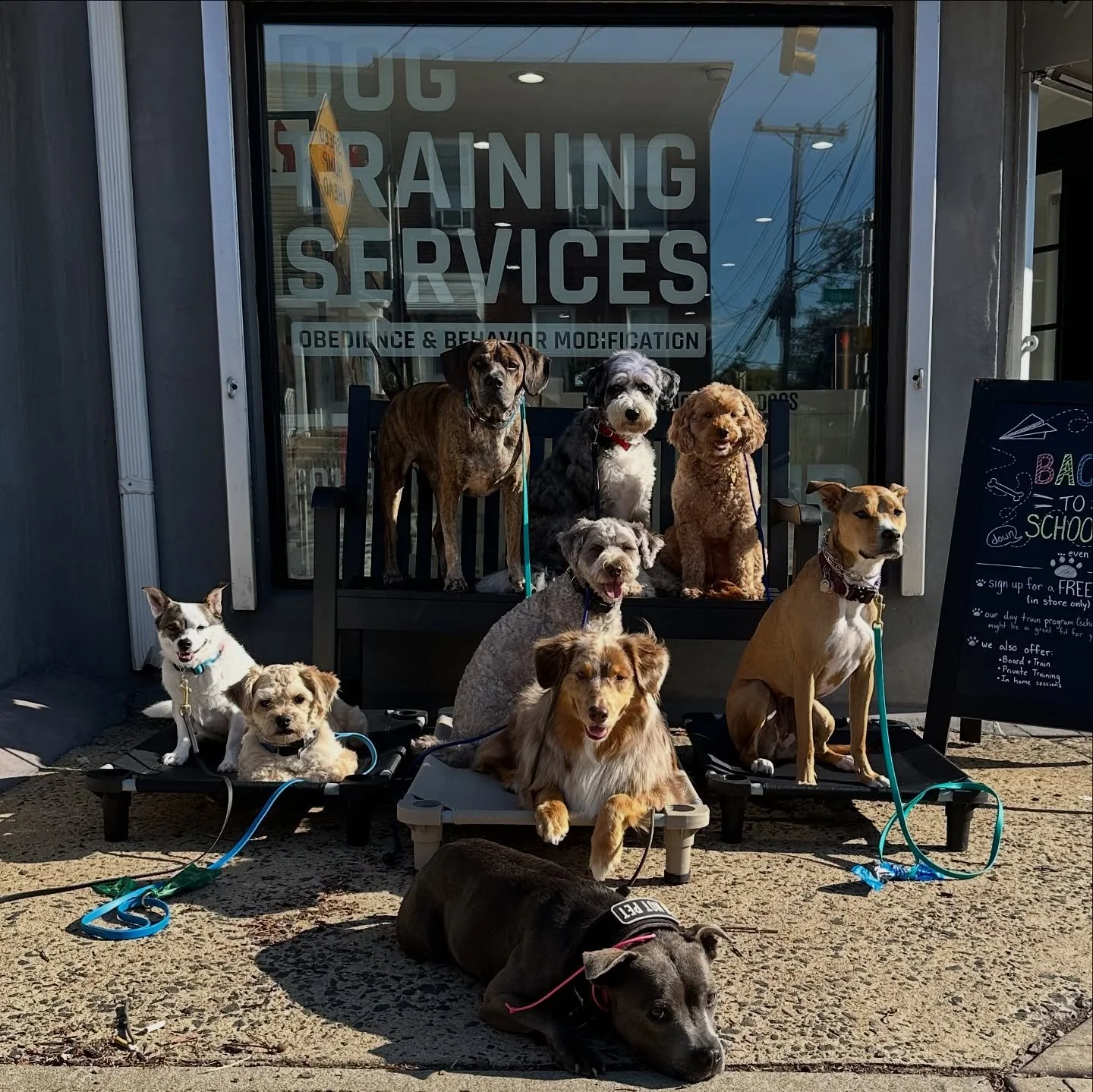 Good morning, class! ☀️
#dogsofjerseycity