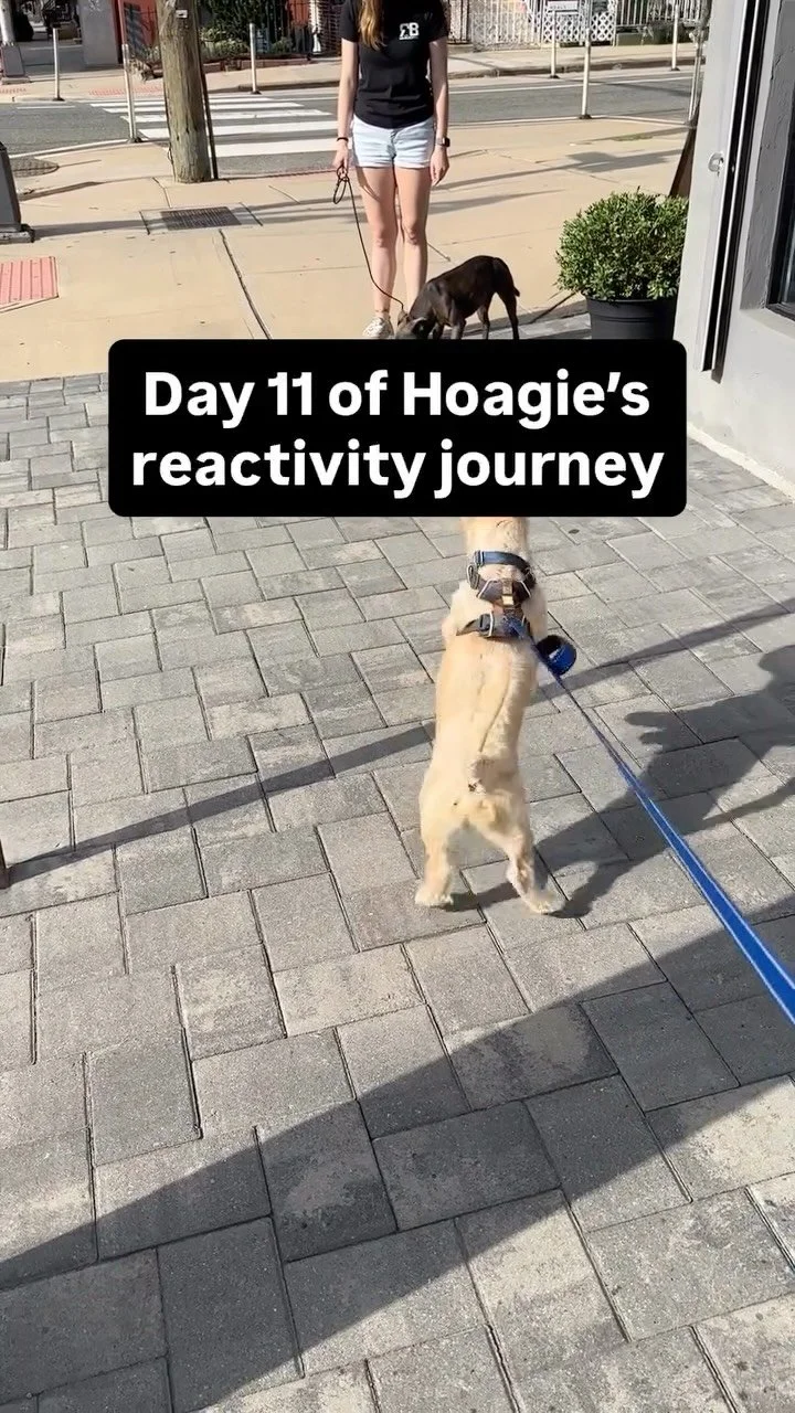 When the tables turn 🔄
Hoagie’s getting better at walking past other dogs but when they bark or lunge at him, it’s still tough for him to handle.
That’s where Jodie steps in! Our helper dog showing him how to stay cool, calm, and