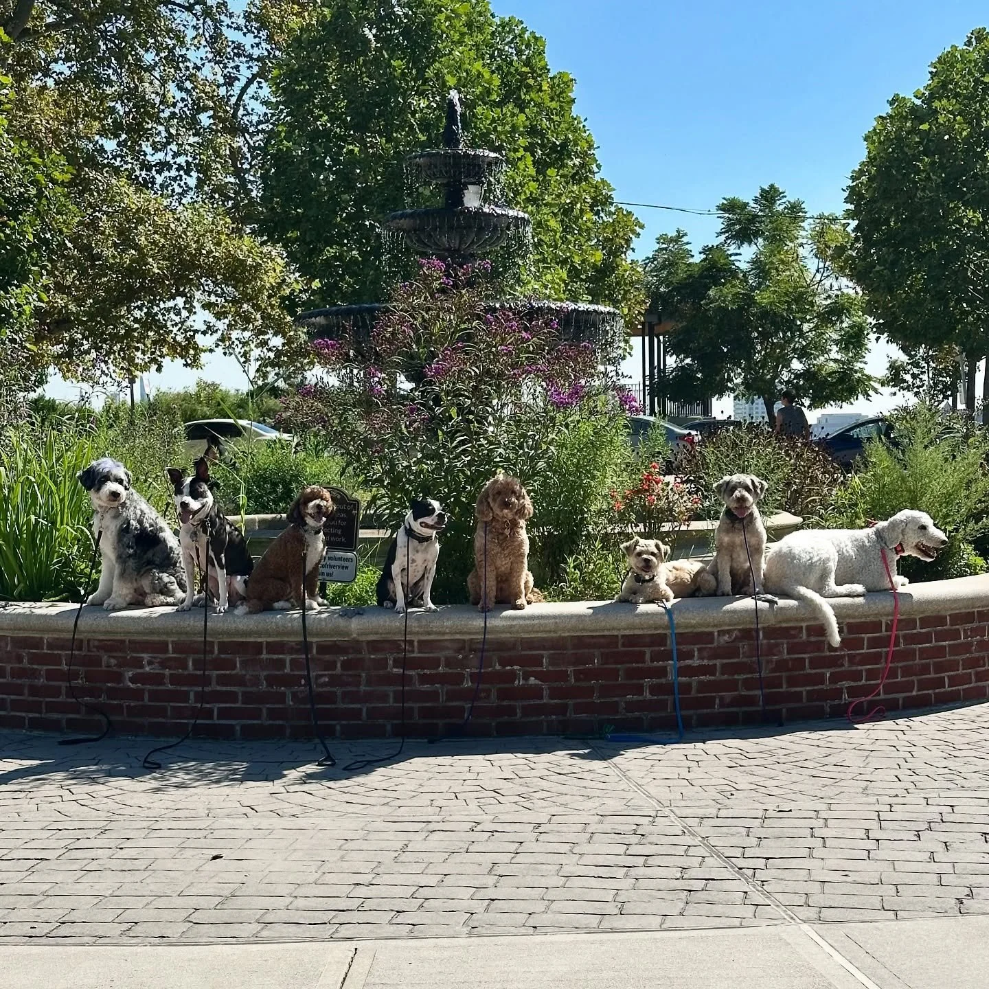 Just a couple of good dogs 🐶
#dogsofjerseycity
