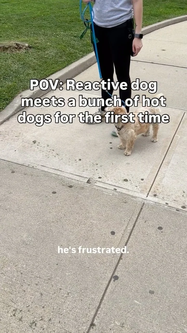 Hoagie, meet Hot Dog 🌭
But first, a reality check. It took almost 10 minutes before this intro even happened.
Hoagie isn’t aggressive, but he does come in hot - lunging, fixating, sometimes pushing a little too assertively when saying hello.