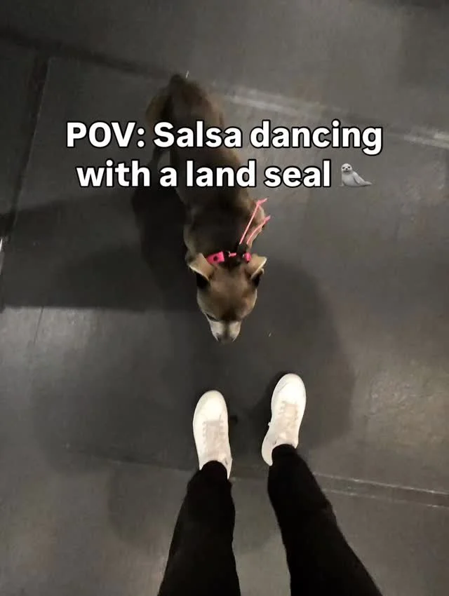 💃🦭