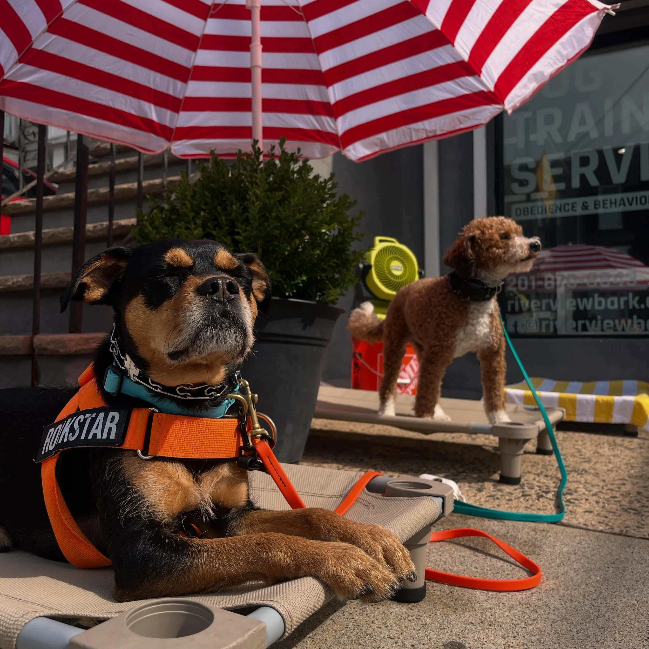 A dip in the pool, snacks, shade, and friends! What more could a Pack pup ask for 😎🏖️

#doggydaycare #pooldog #summervibes