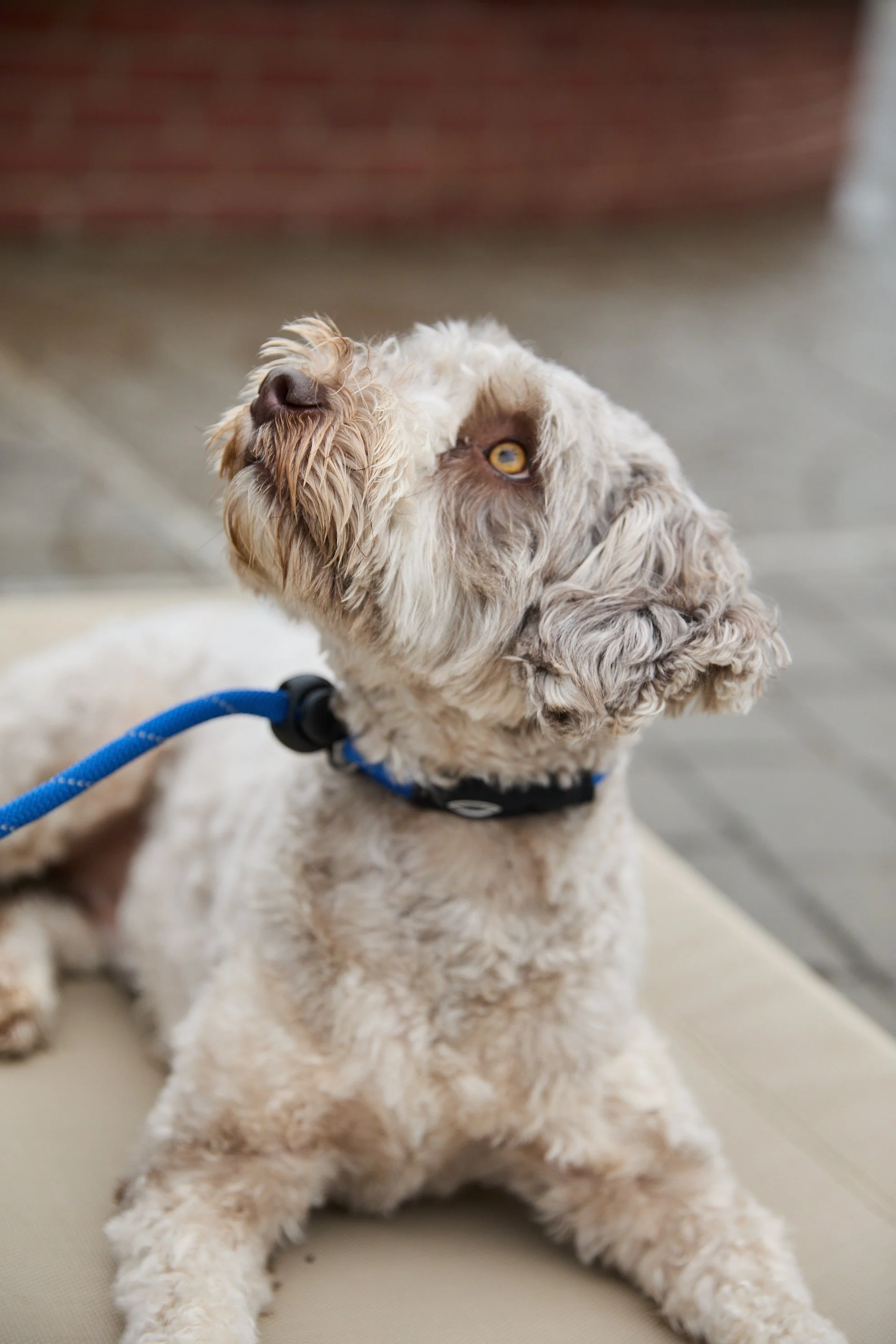 Riverview_Bark_Sunday_Soc_194.jpg