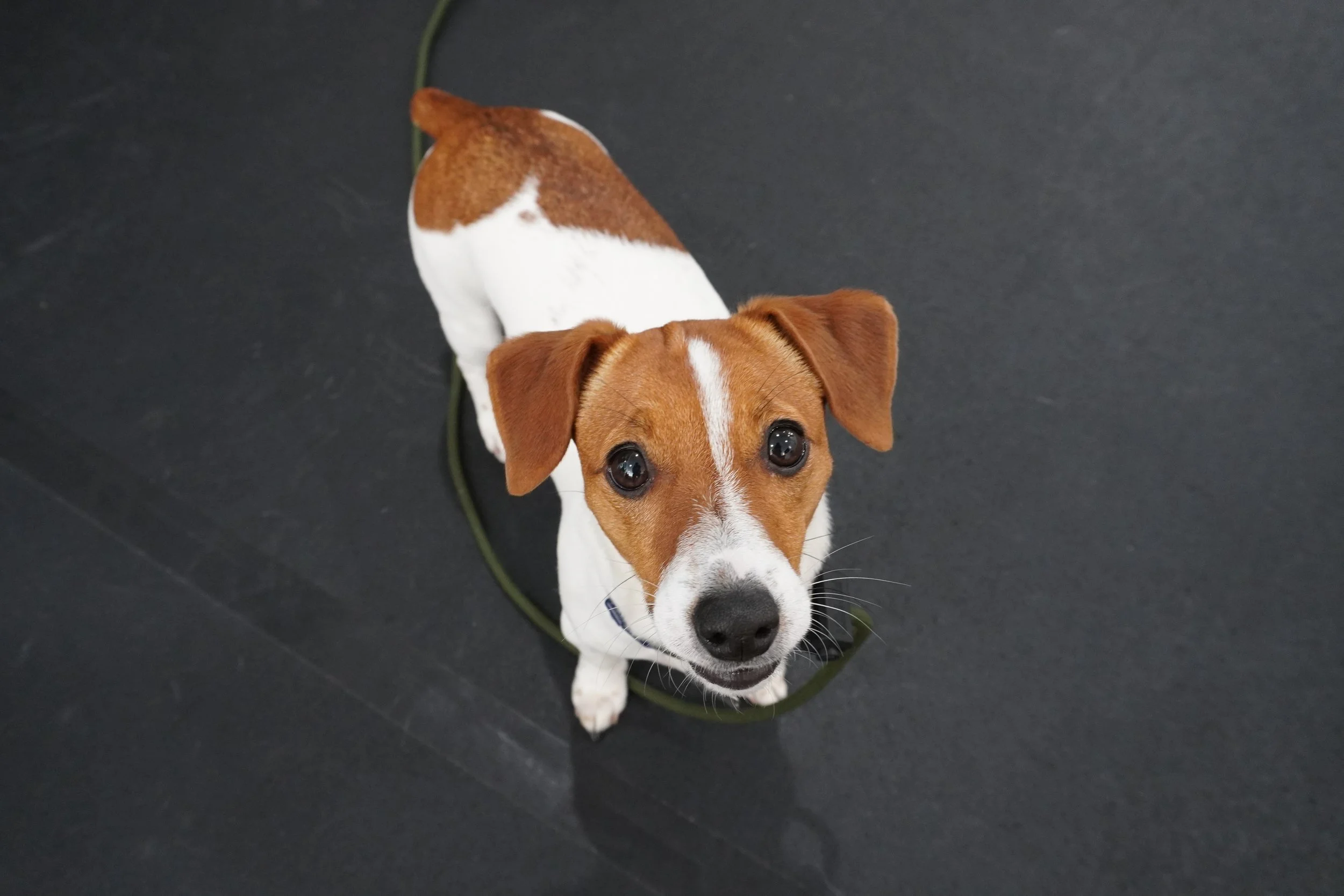 Dog Daycare — RIVERVIEW BARK