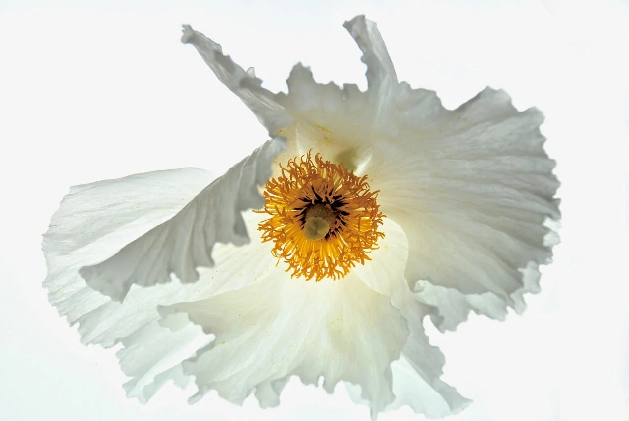 Ghost Poppy