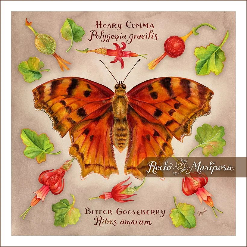 ROCIOMARIPOSA_HOARYCOMMA_WATERCOLOR_10X10_4099.JPG
