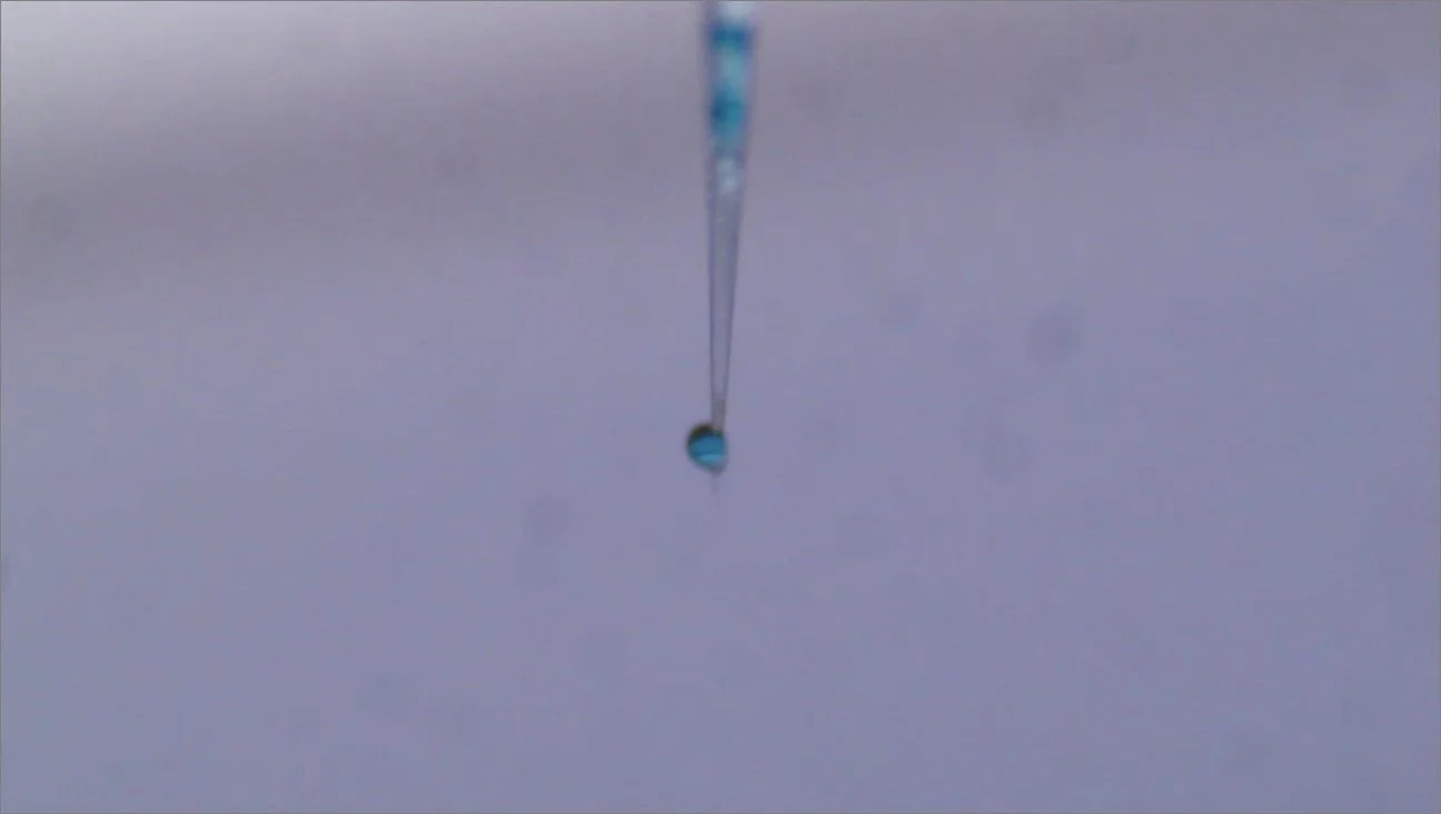 Micropipette - Killifish embryo microinjection