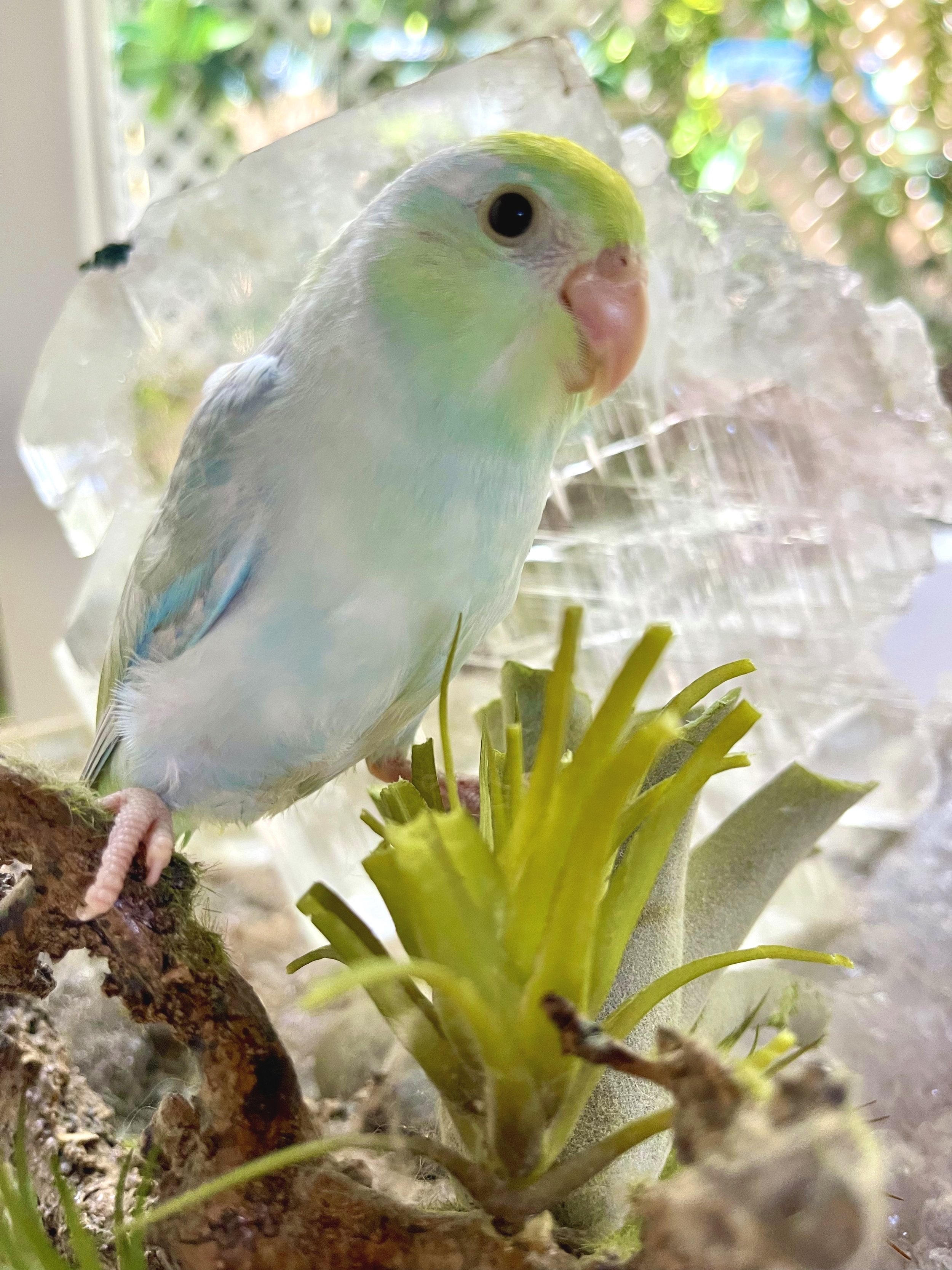 Baby parrotlet for sale