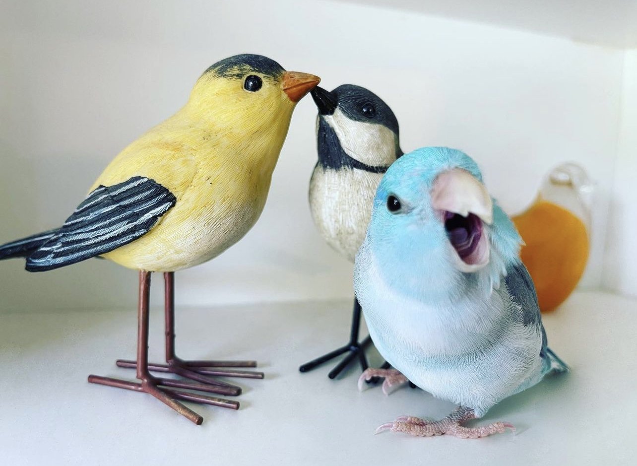 Parrotlet with mouth open, Parrotlet screaming, Parrotlet yelling