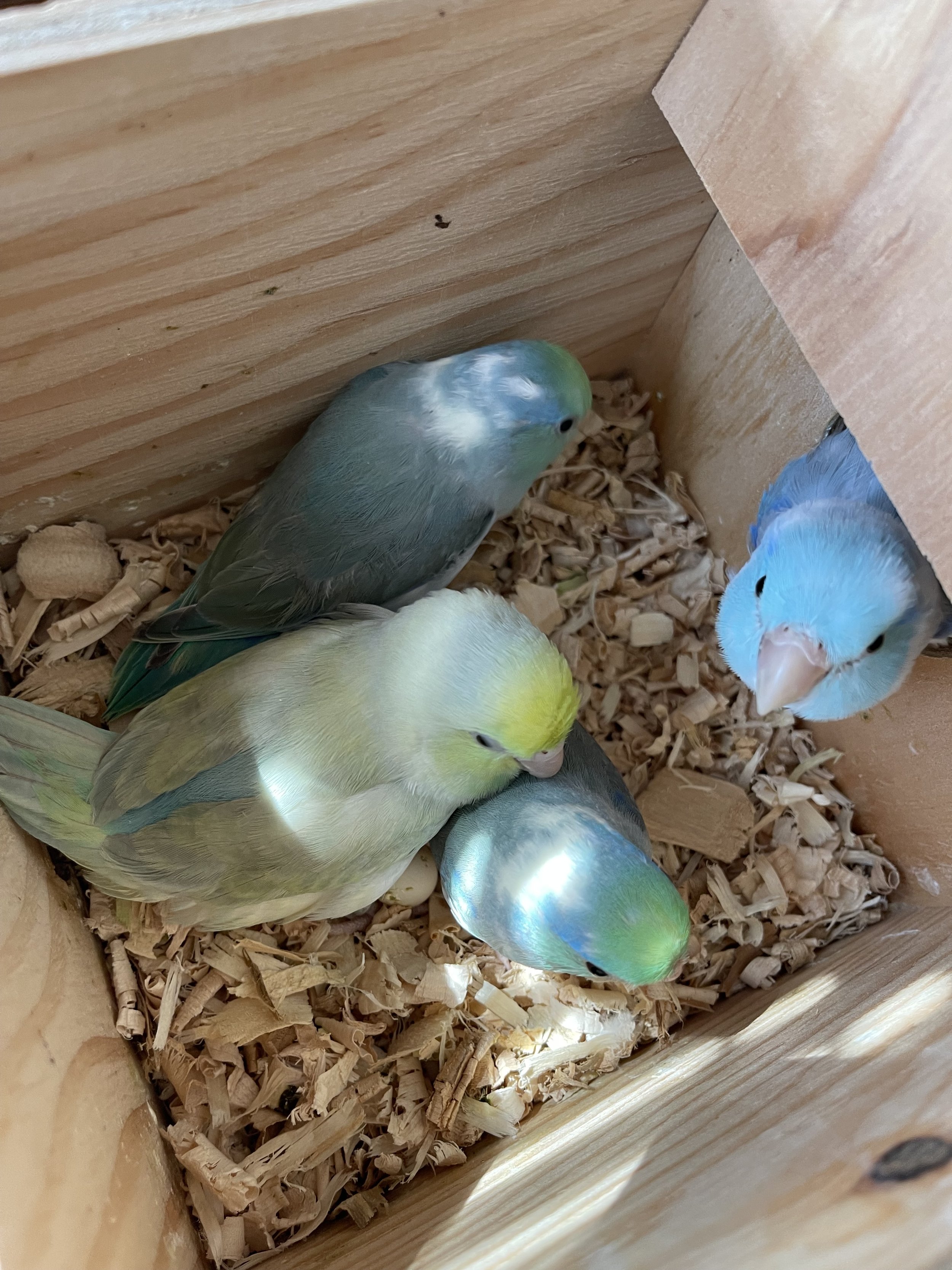 Parrot adoption Los Angeles
