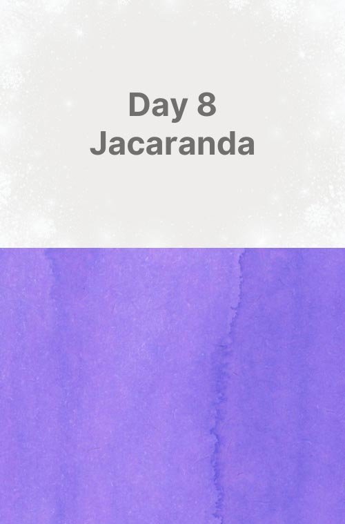 Day:8 Jacaranda