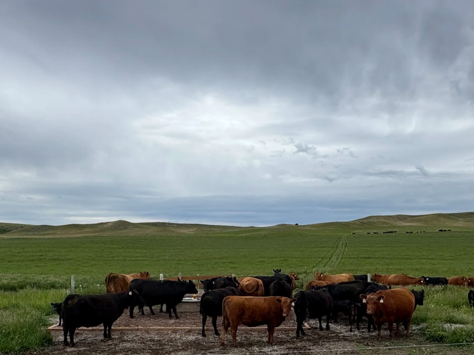 These cows/calves are putting TrueGrid to the test