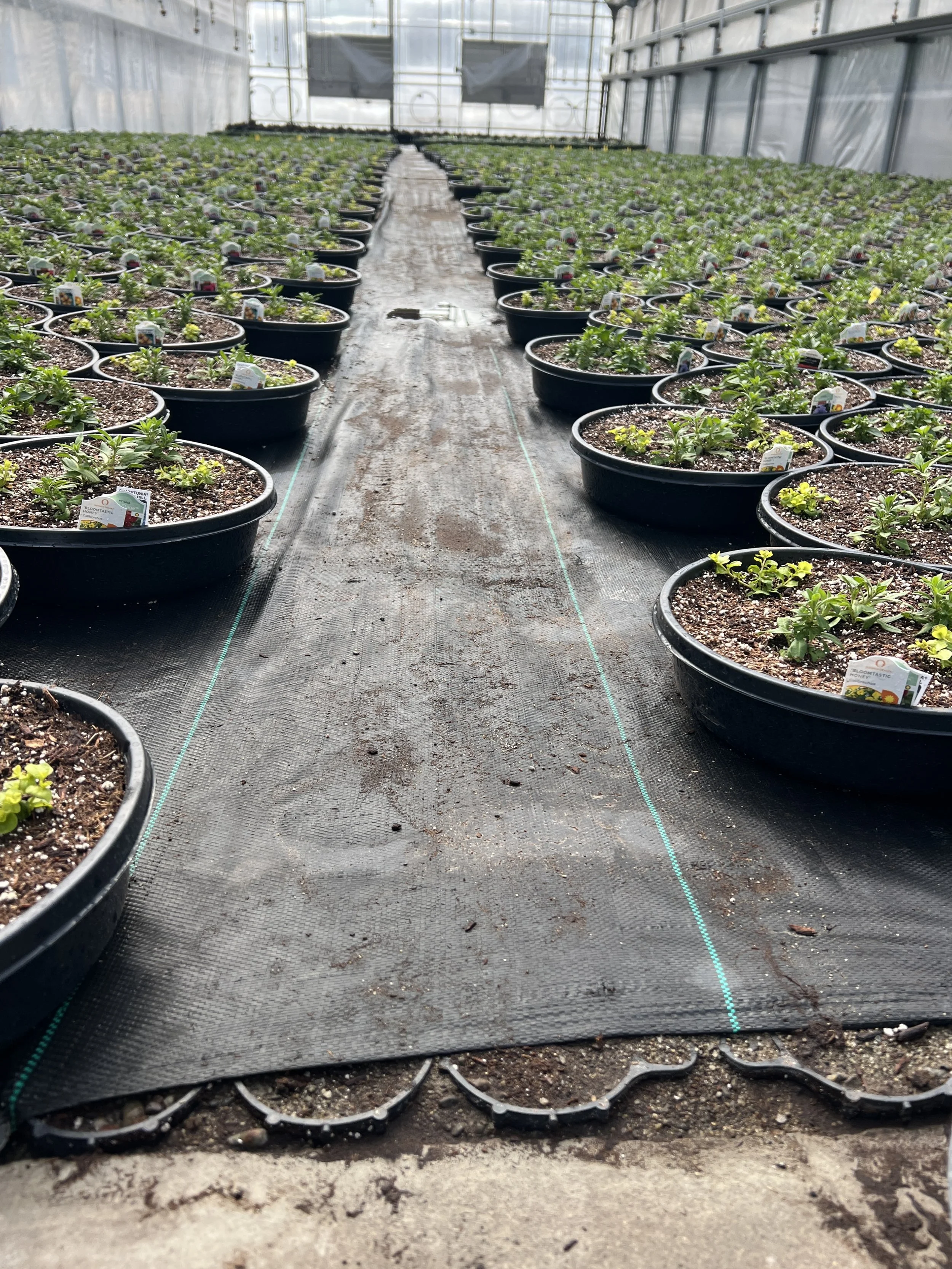 The finished aisle, with weedmat re-installed over the TrueGrid-reinforced cart path and plant inventory brought in