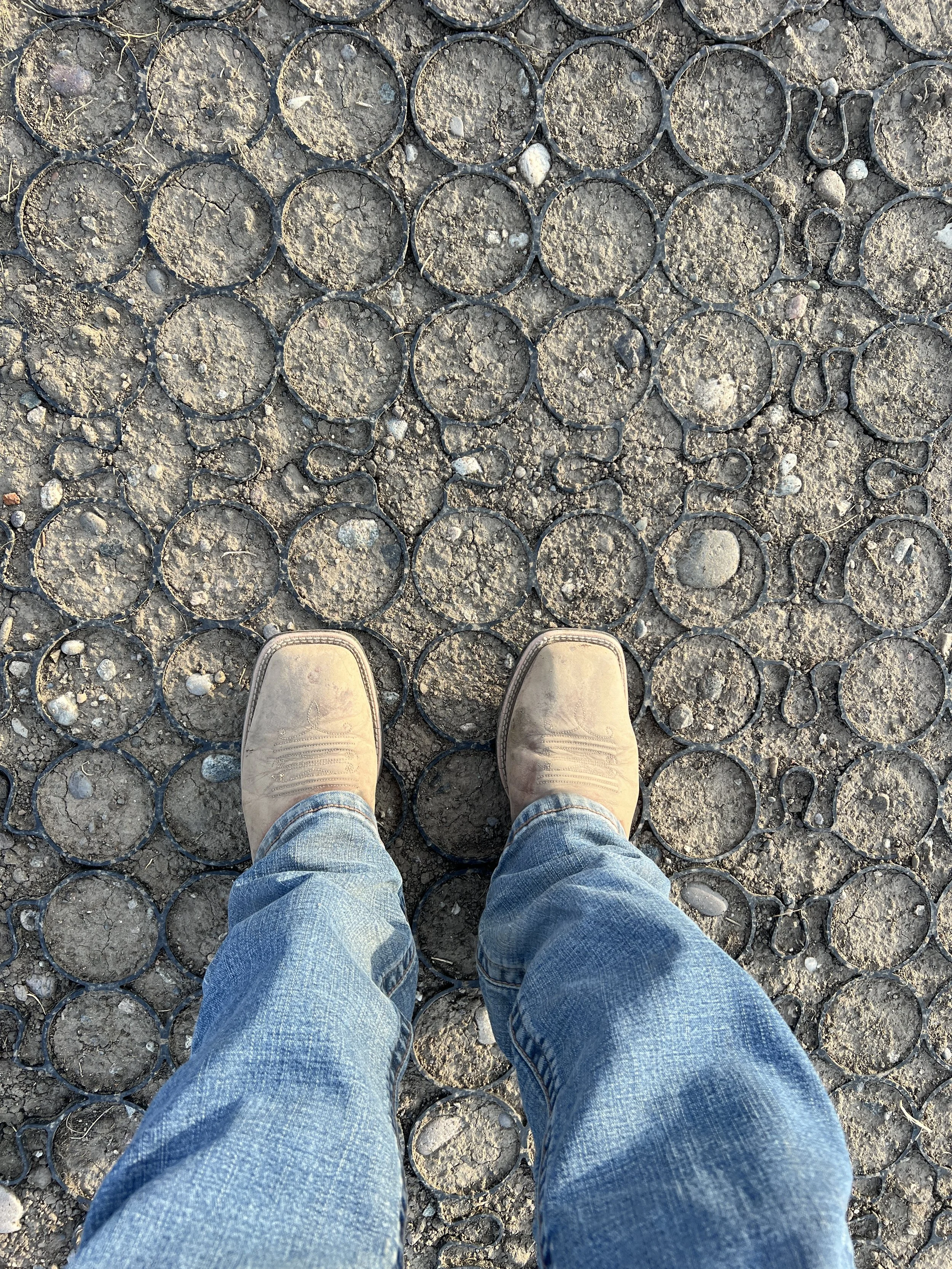 TrueGrid cells were filled with top soil