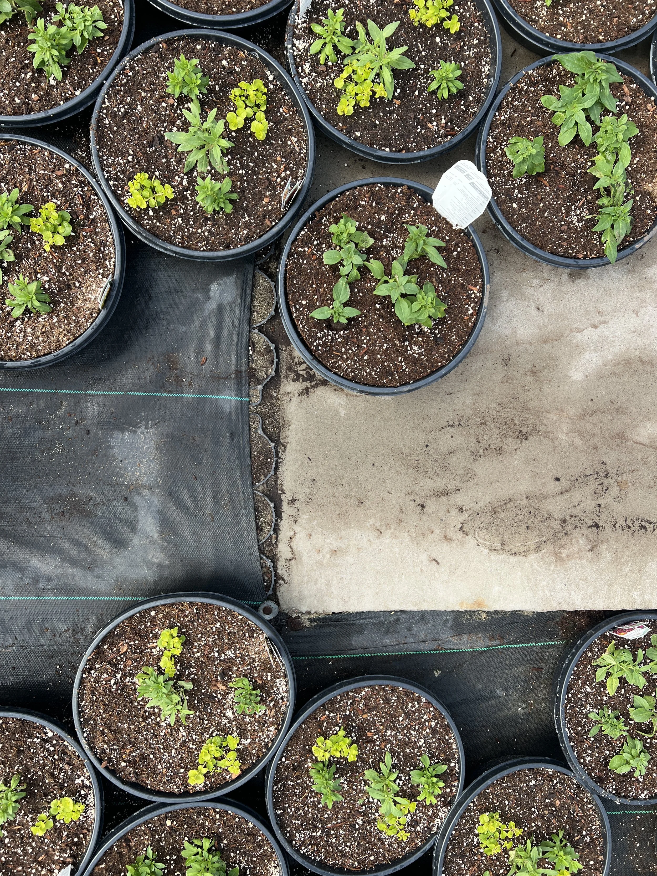 Visser Greenhouses gets more grounded with TrueGrid permeable pavers