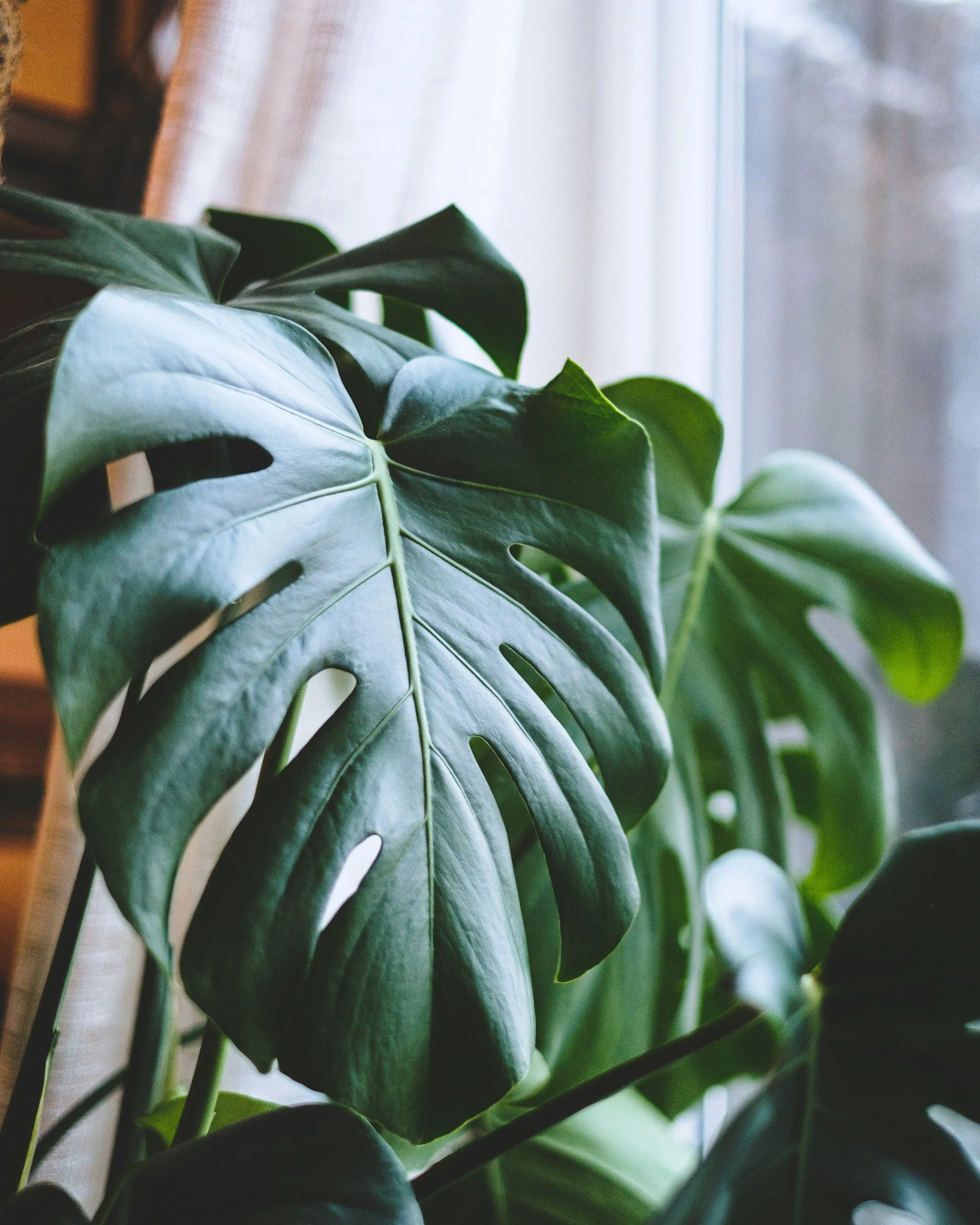 Growing in Chaos: Divine Lessons from My House Plants