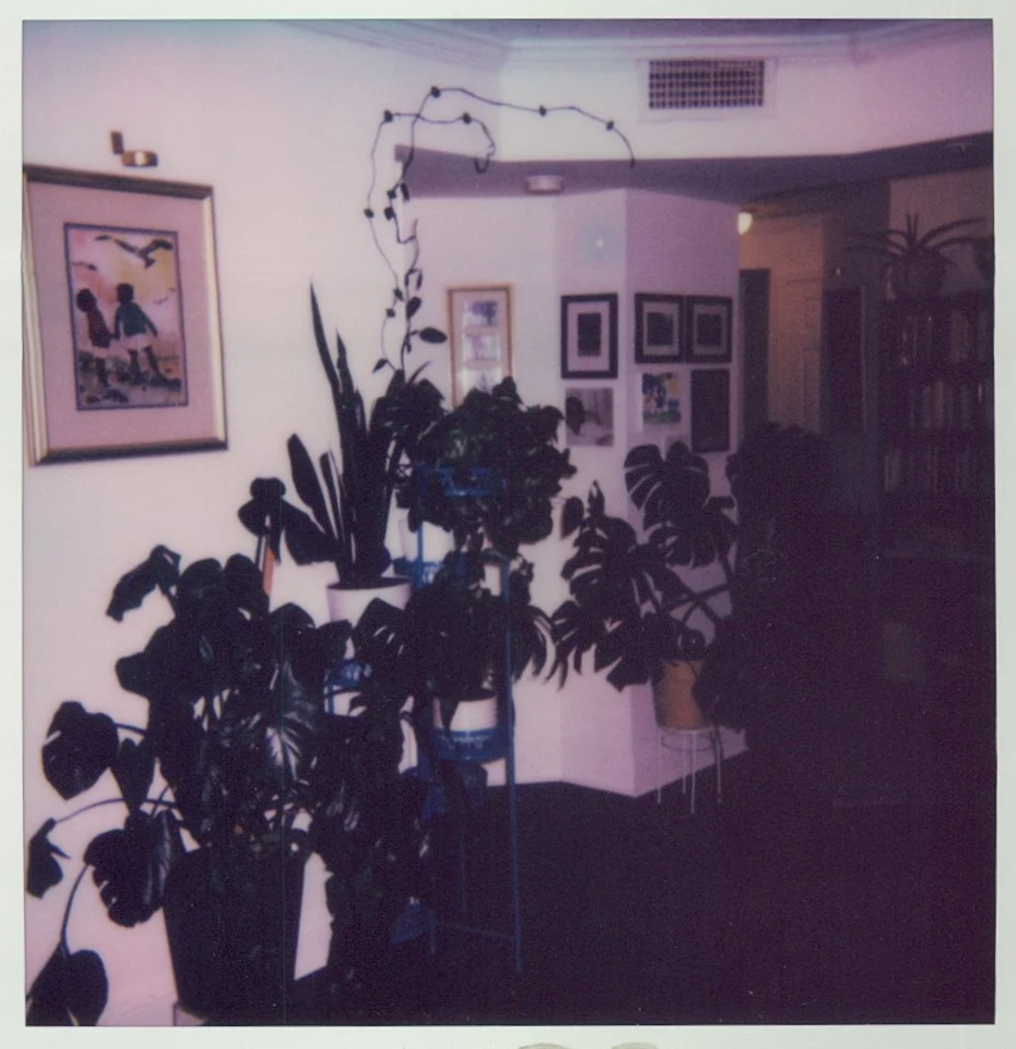 Growing in Chaos: Divine Lessons from My House Plants