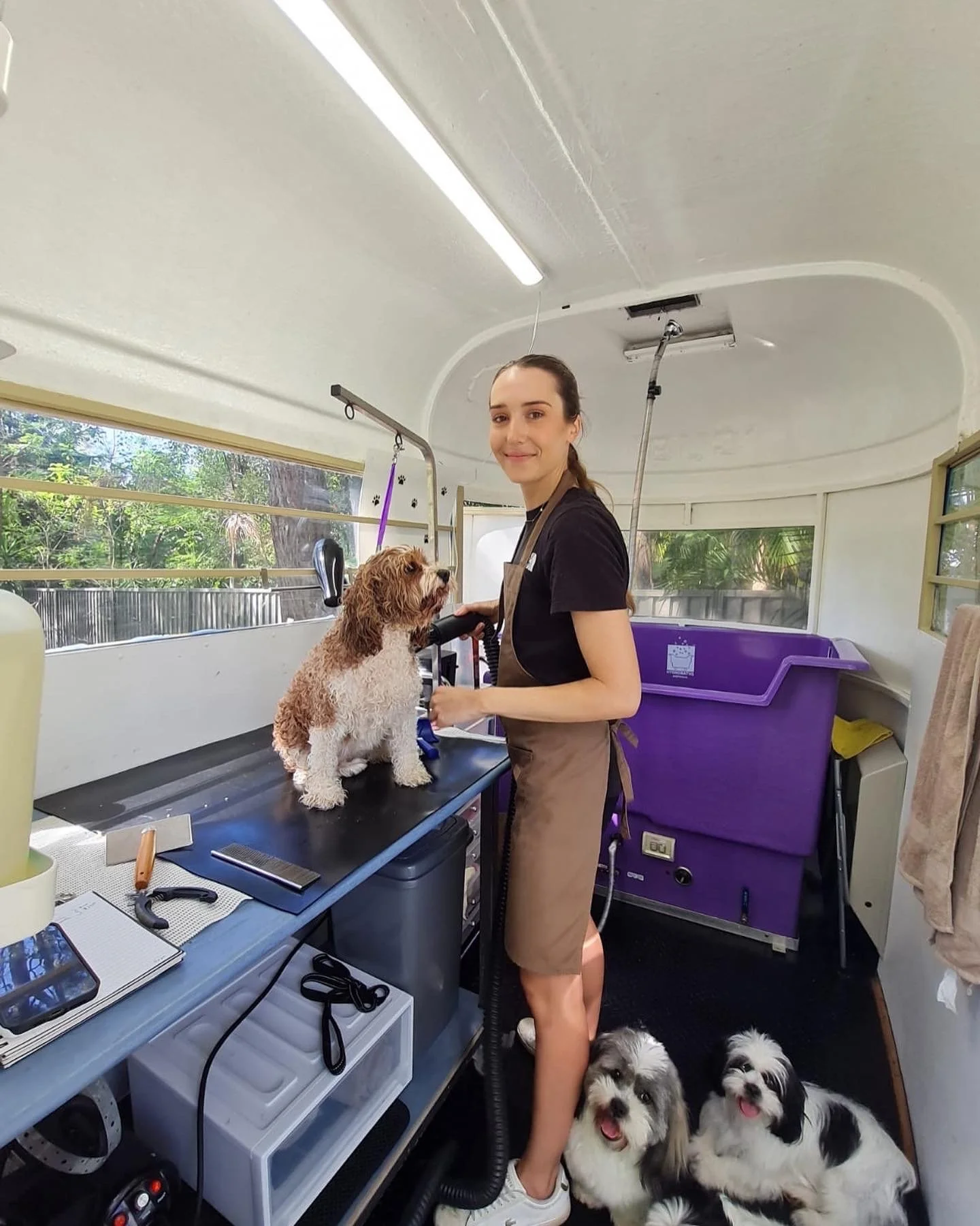 Dog Grooming Gold Coast Tab's Doggie Grooming Ashmore, Gold Coast