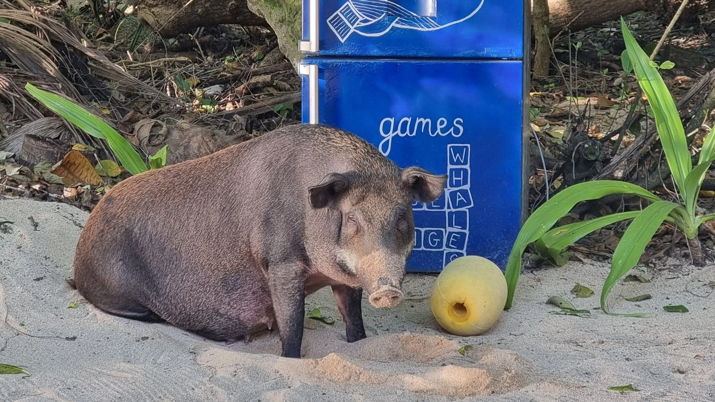 Pig Library Guard.jpg
