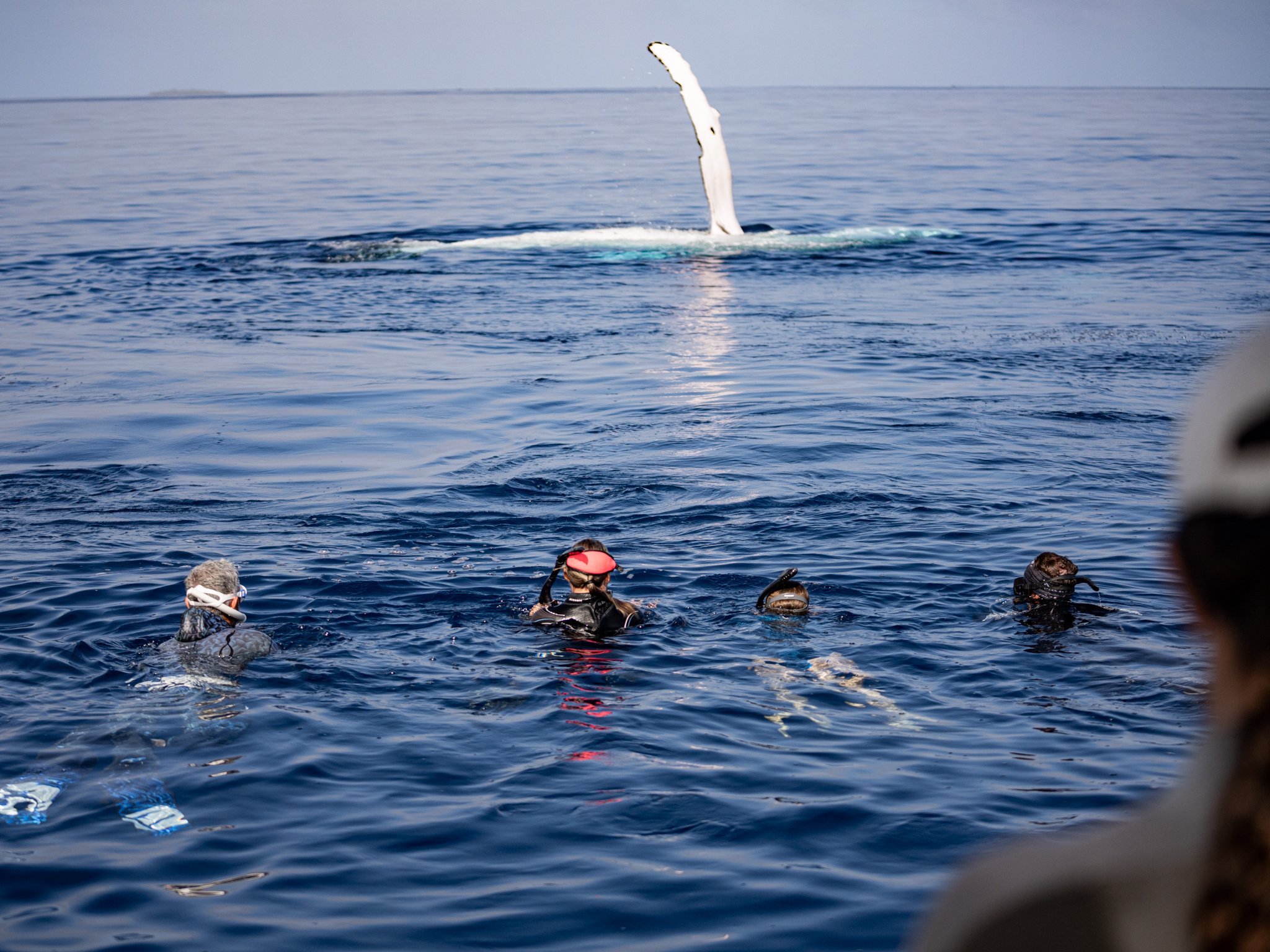 Group of guests in water with a whale.jpg