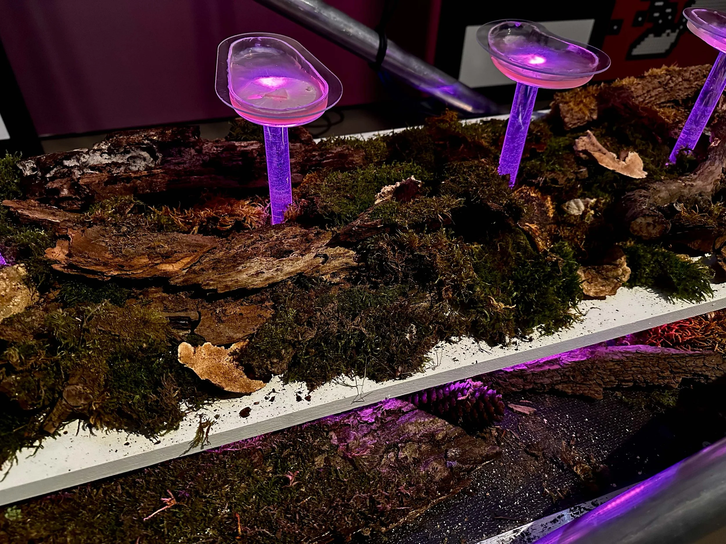 suhartmann-experiments-MEET-Milano-mycelium1.jpg