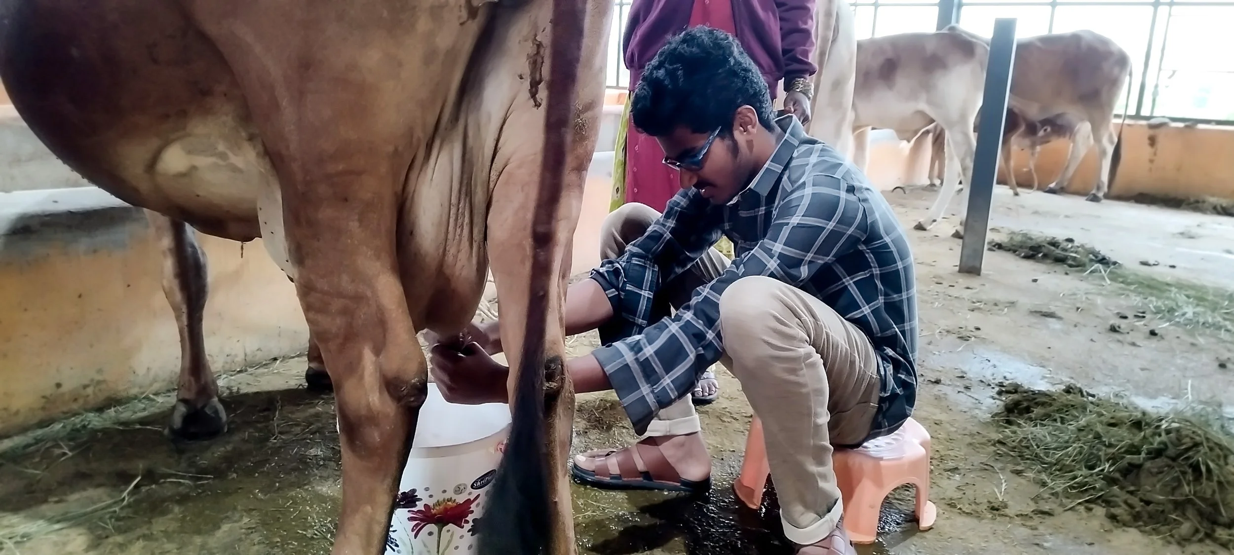 Milking Cow.jpg