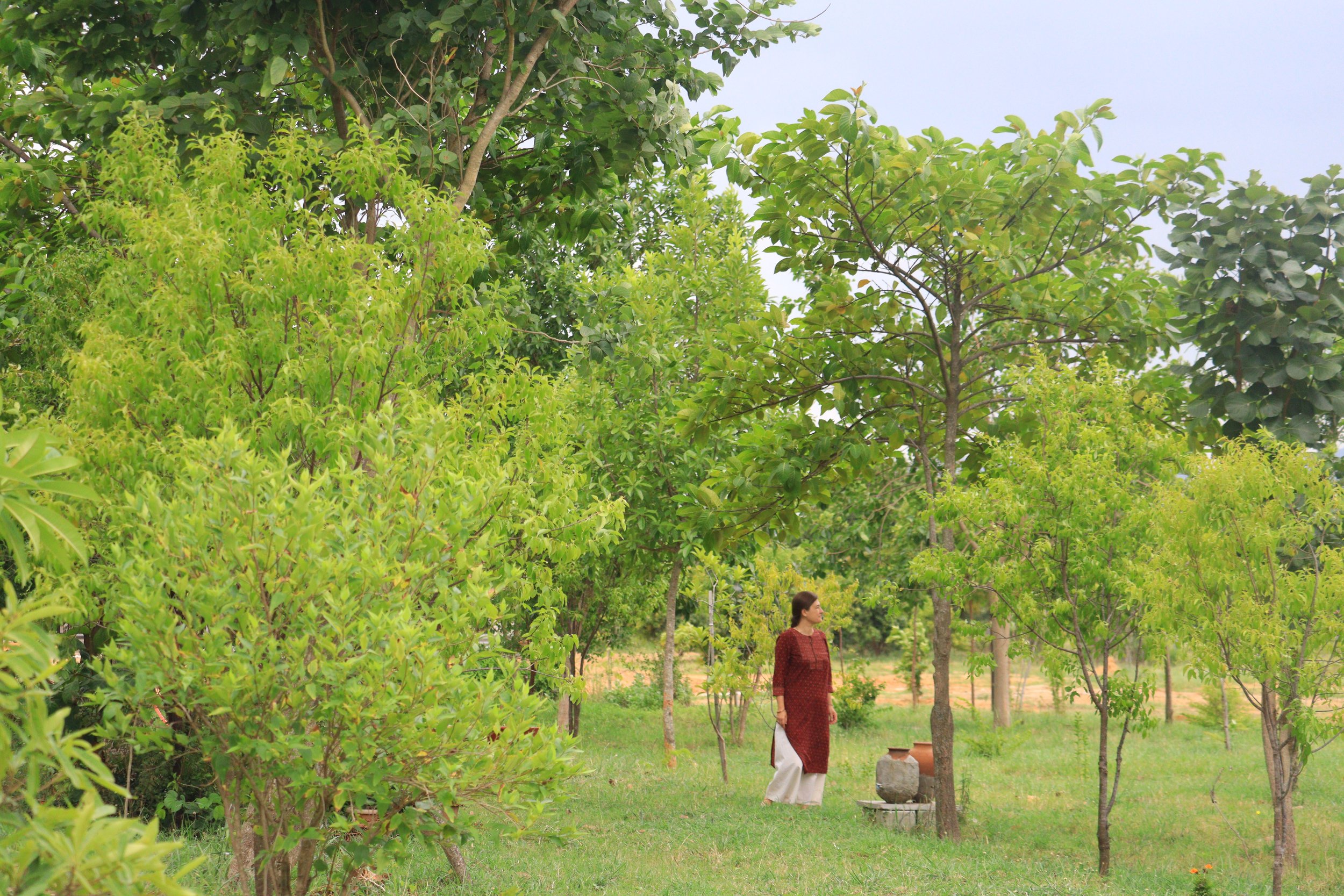 The Sacred Grove