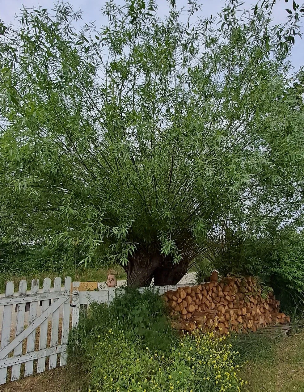 Des trognes à tout faire