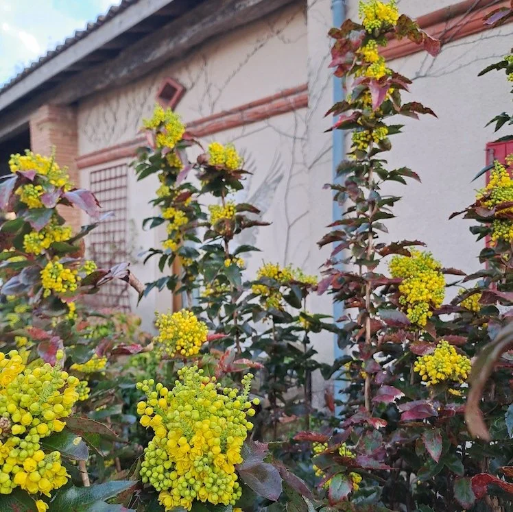 Mon Mahonia : un arbuste au caractère bien trempé