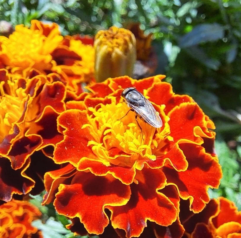 Oeuillets d’Inde ou du Mexique ?