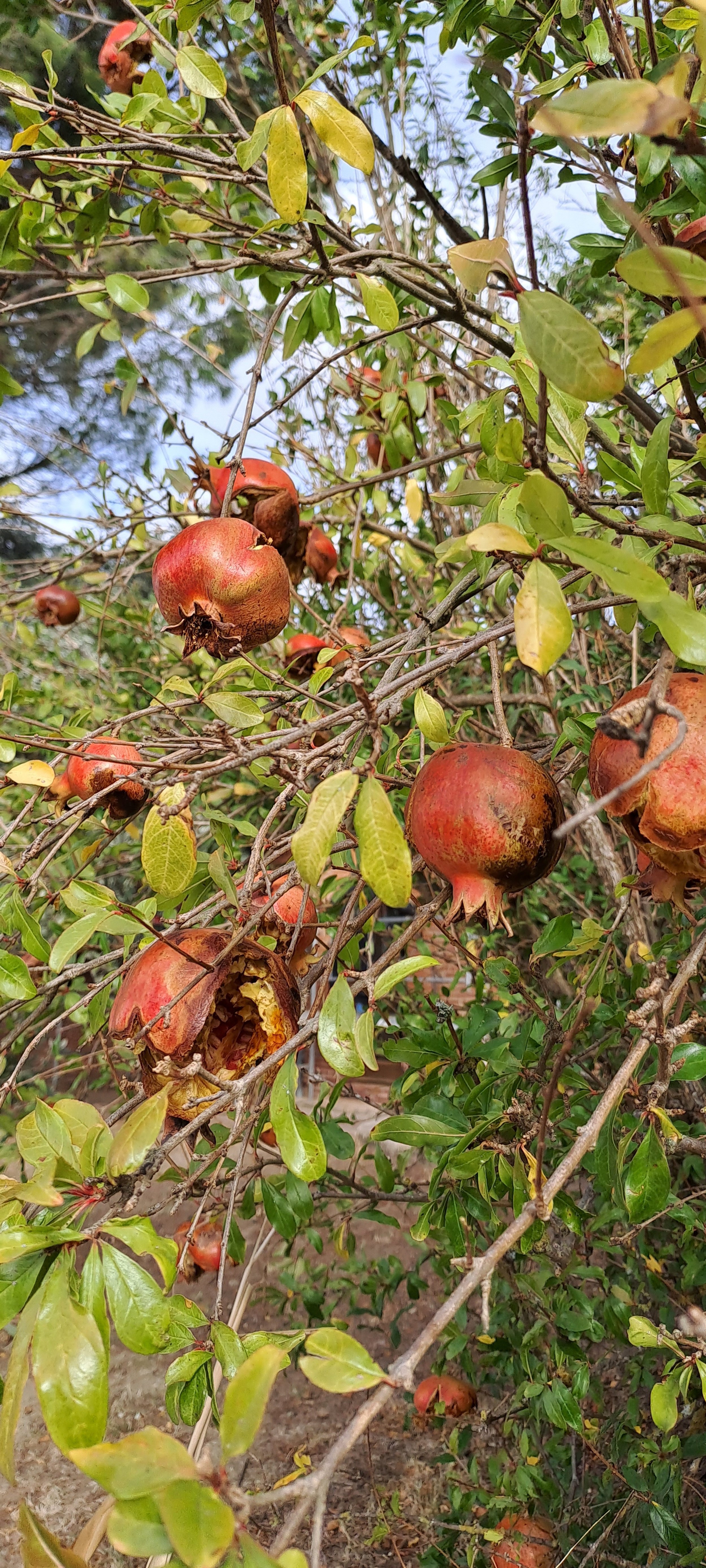 Le grenadier : mon chouchou