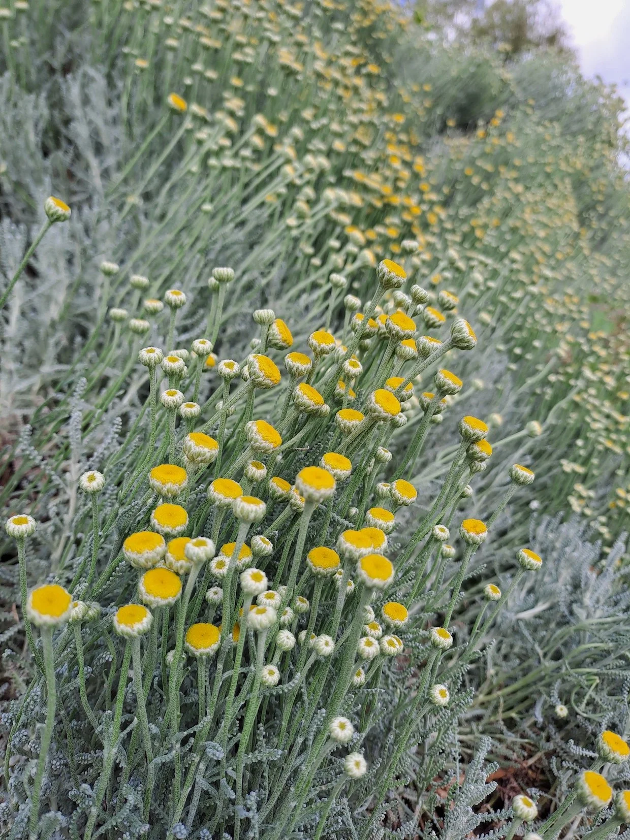 La santoline ne sent pas très bon…