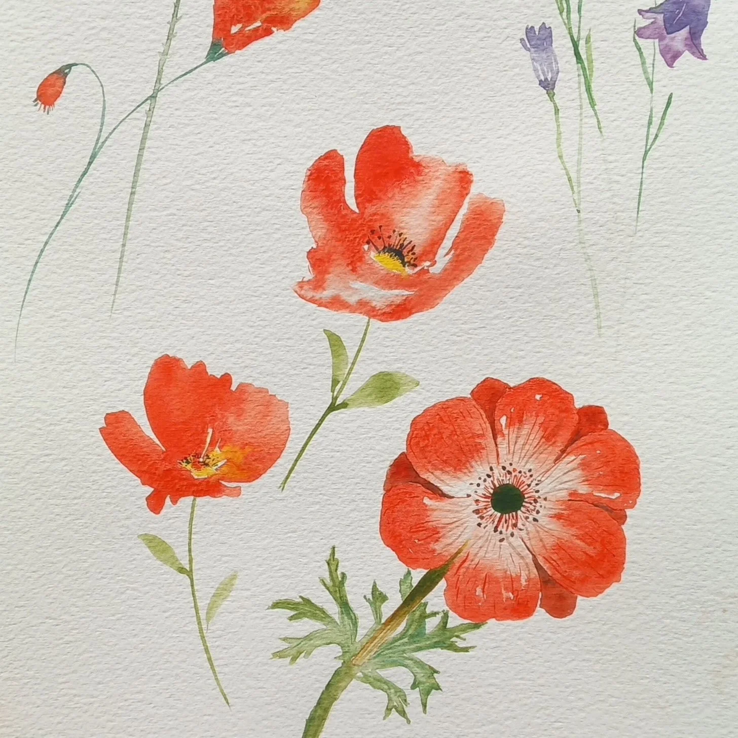 Aquarelle sur la thematique florale