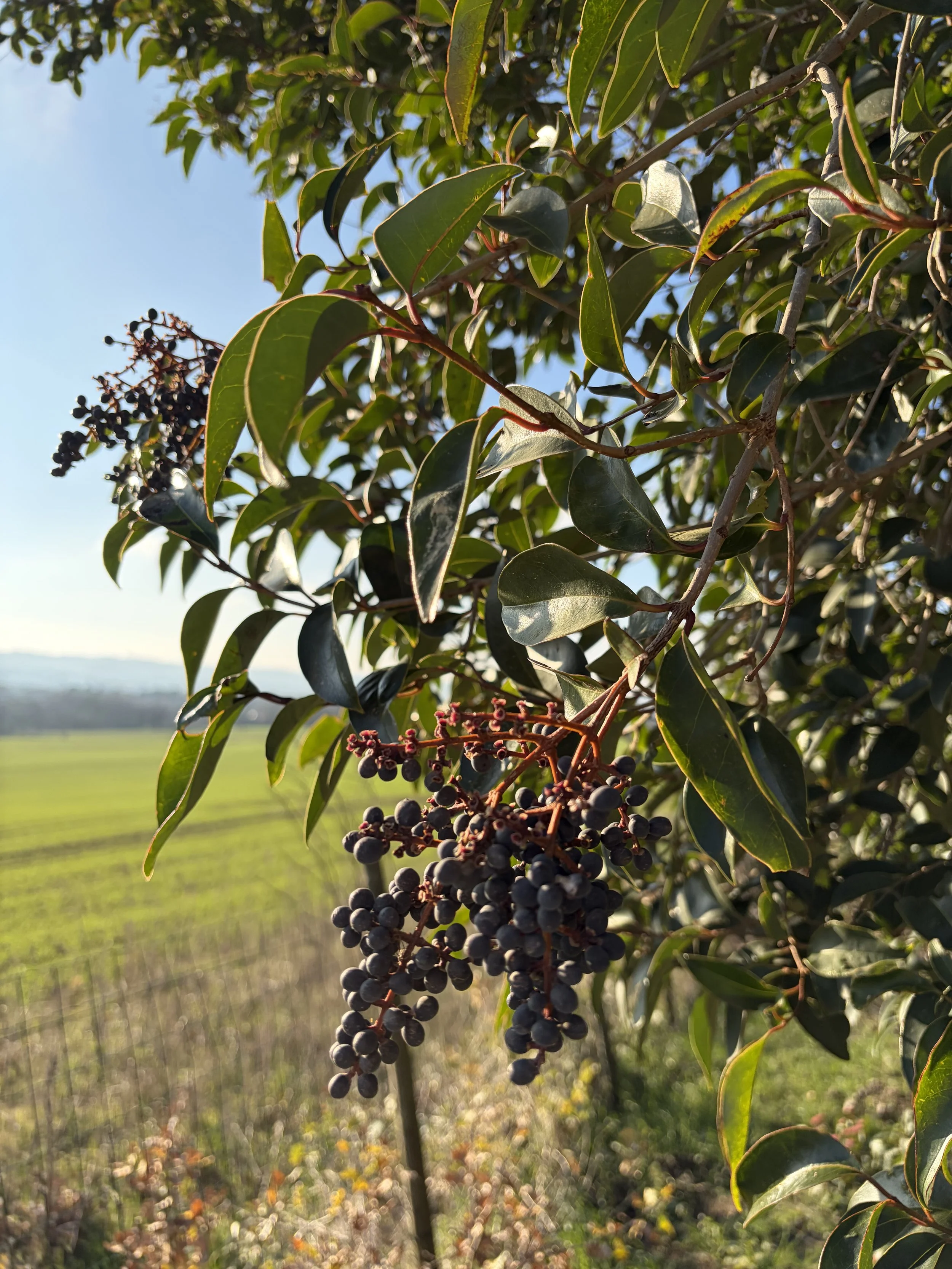 Baies de Troène à partager avec les oiseaux