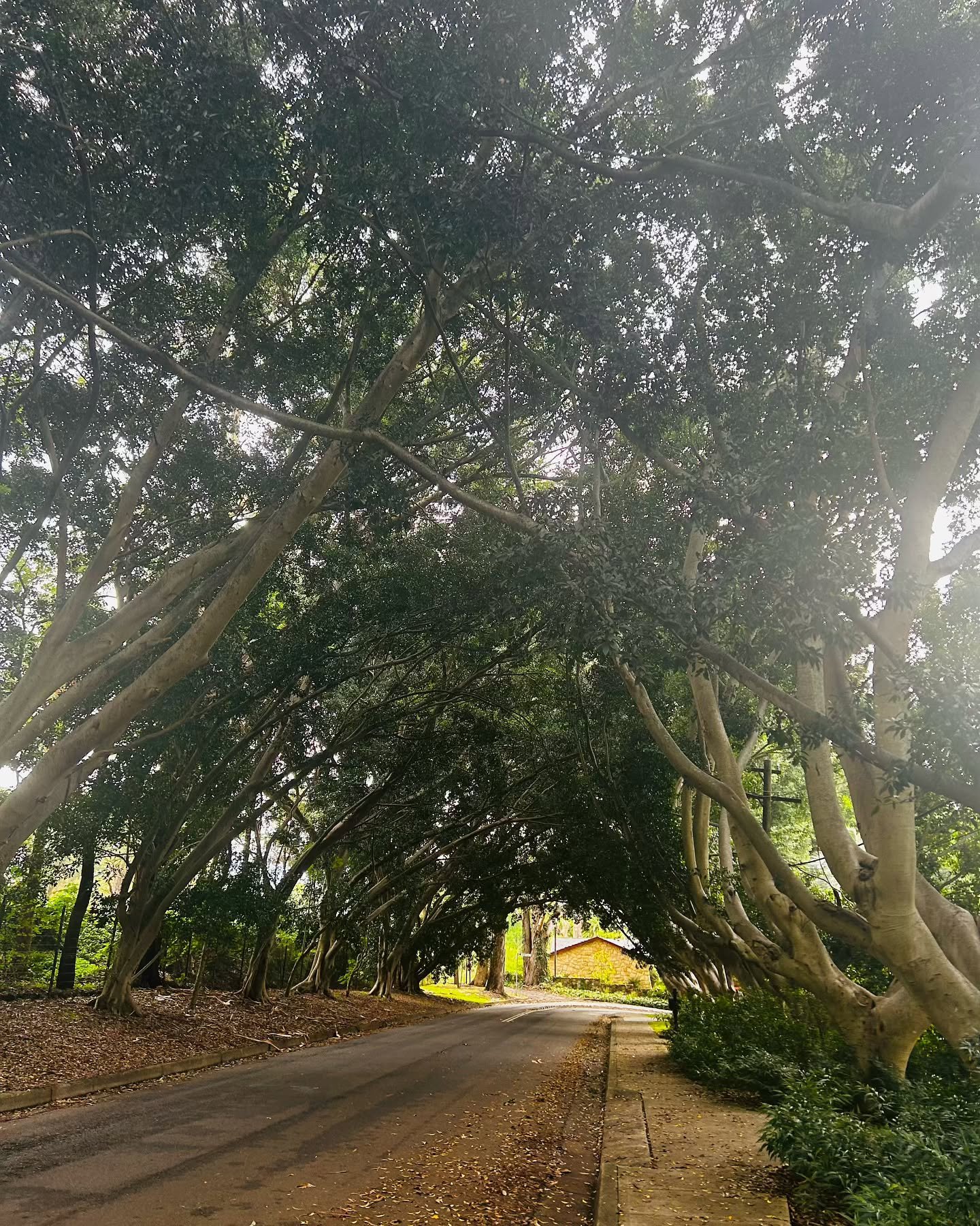 I went for a walk and saw this scene out of a fairy tale. Is there anything more enchanting than a canopy of old trees?