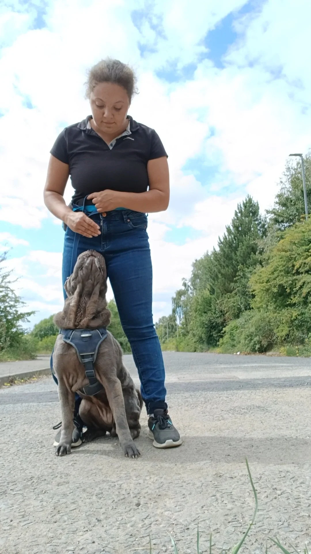 Trained For You — Gracious Dogs
