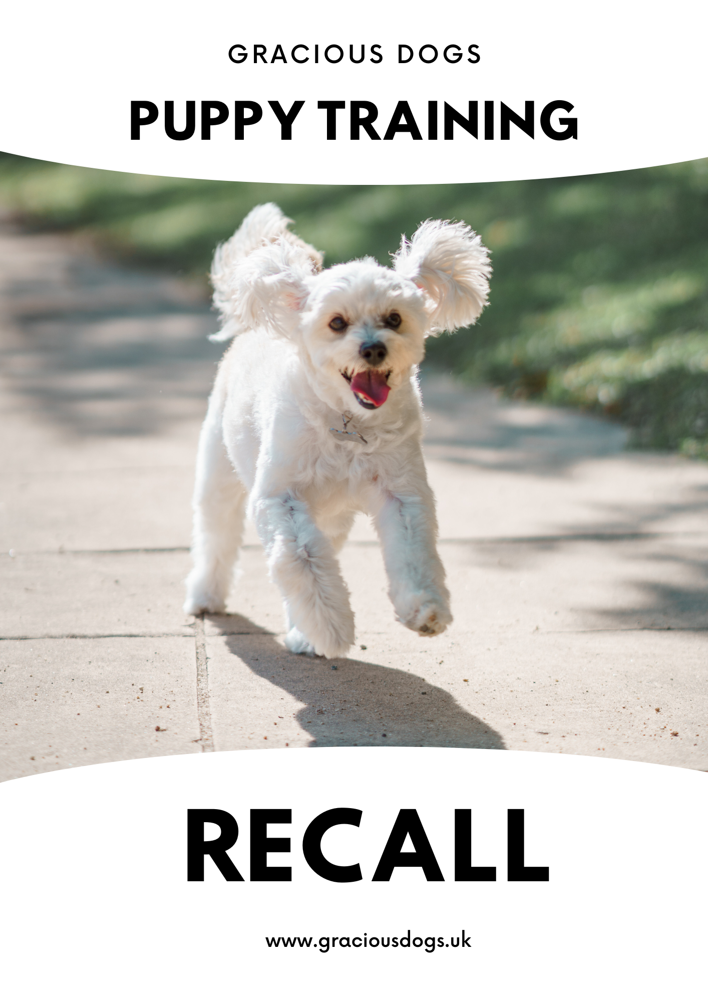 Introduction to Puppy Recall